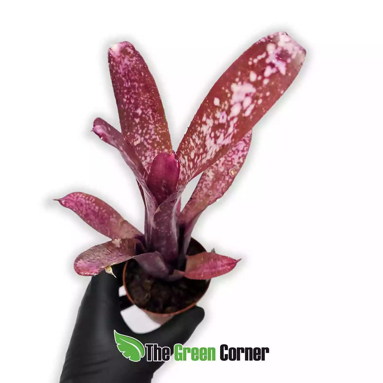 billbergia-hallelujah-fronta
