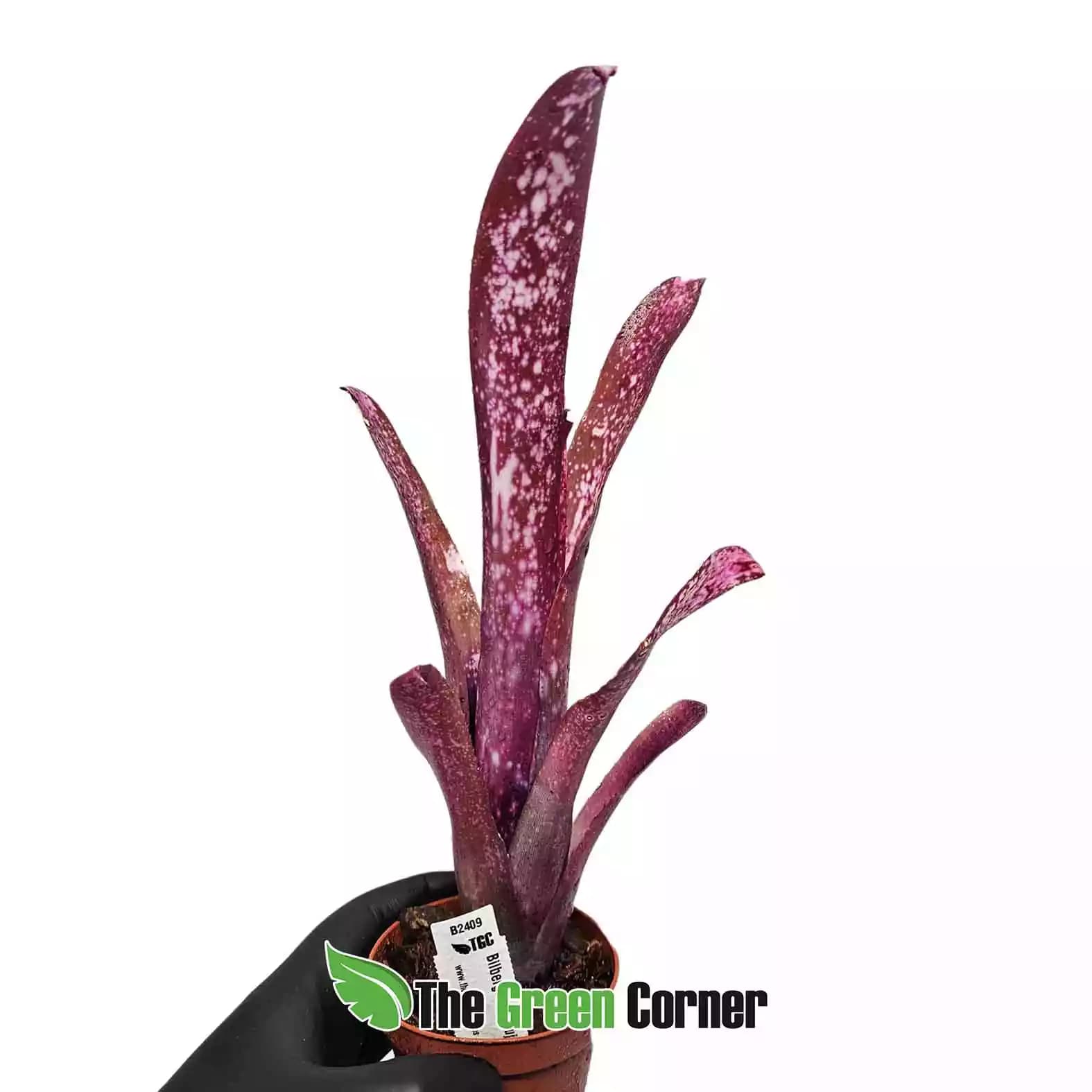 billbergia-hallelujah