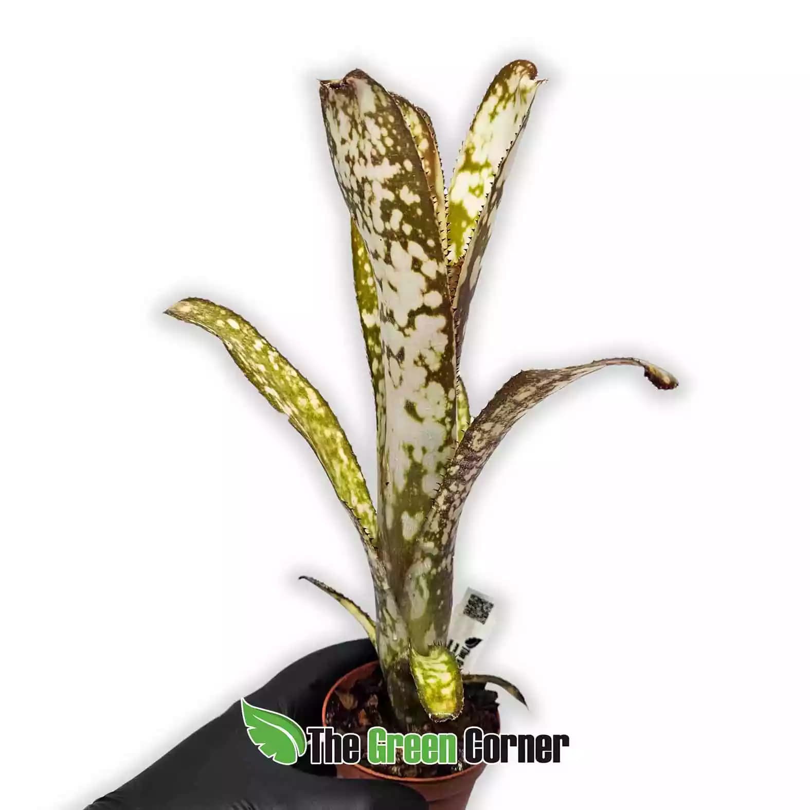 billbergia-kolan-clotted-lateral