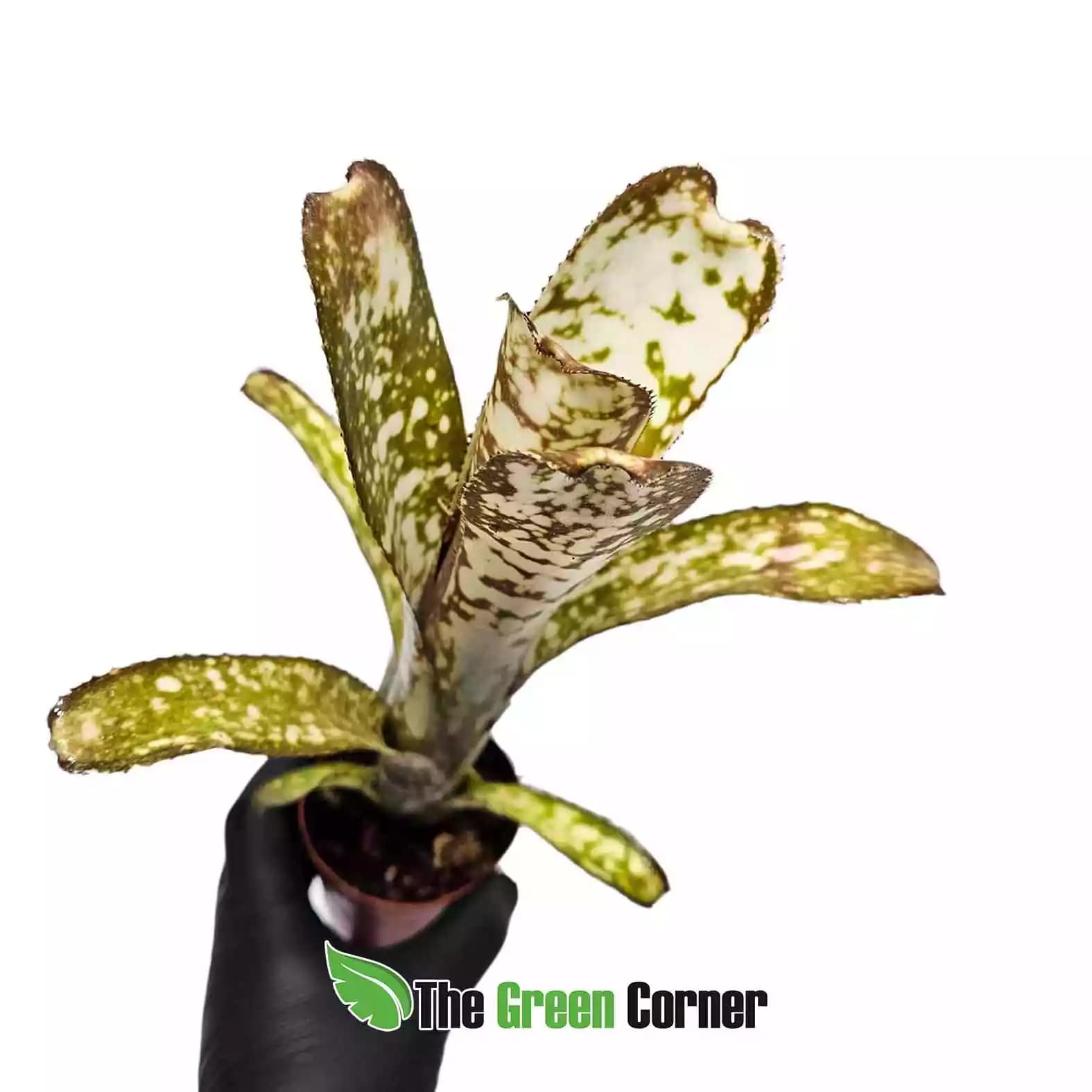 billbergia-kolan-clotted