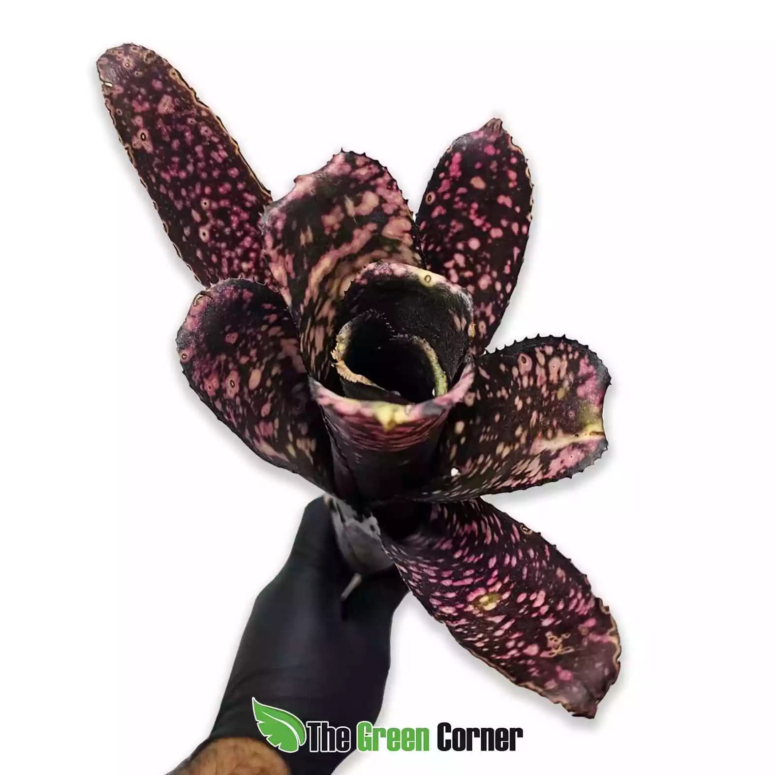 Billbergia Smokestack