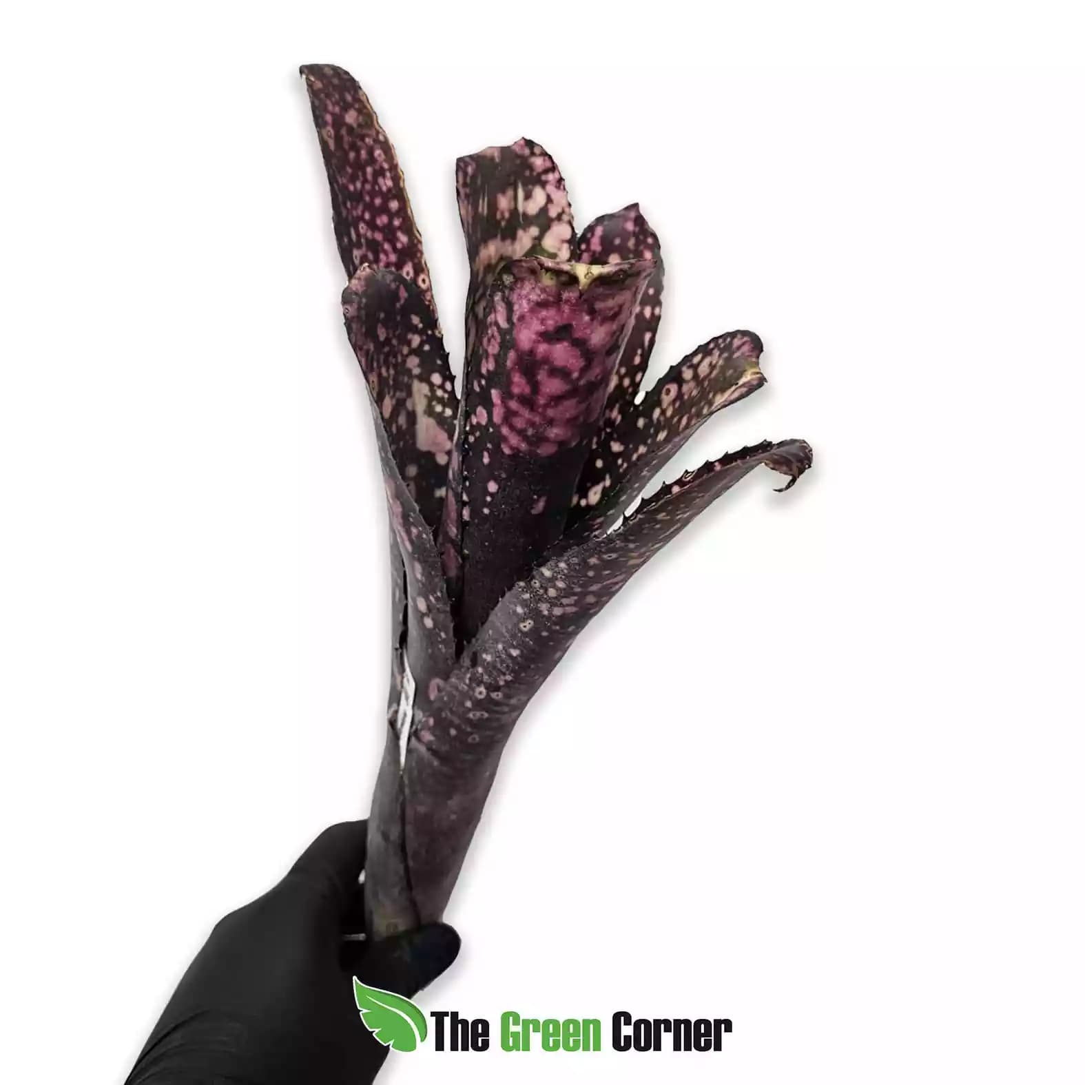 Billbergia Smokestack