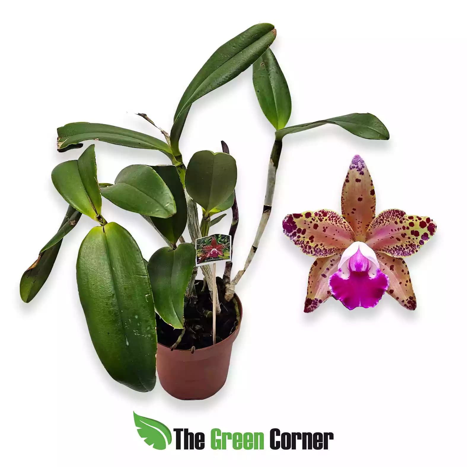 blc-duringan-big-spots