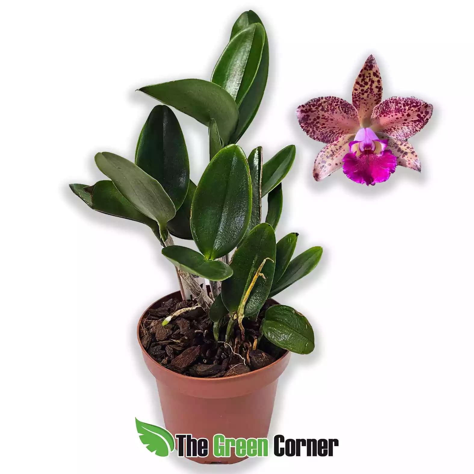 blc-duringan-caramelo