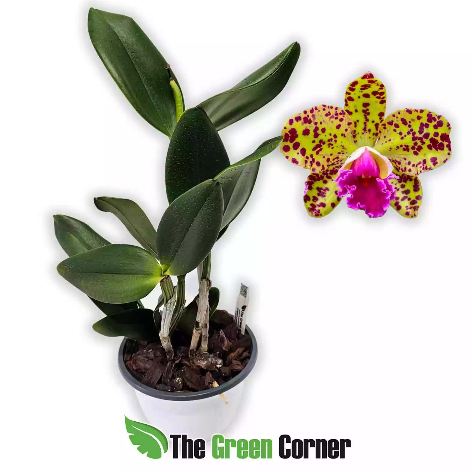 blc-duringan-gemini