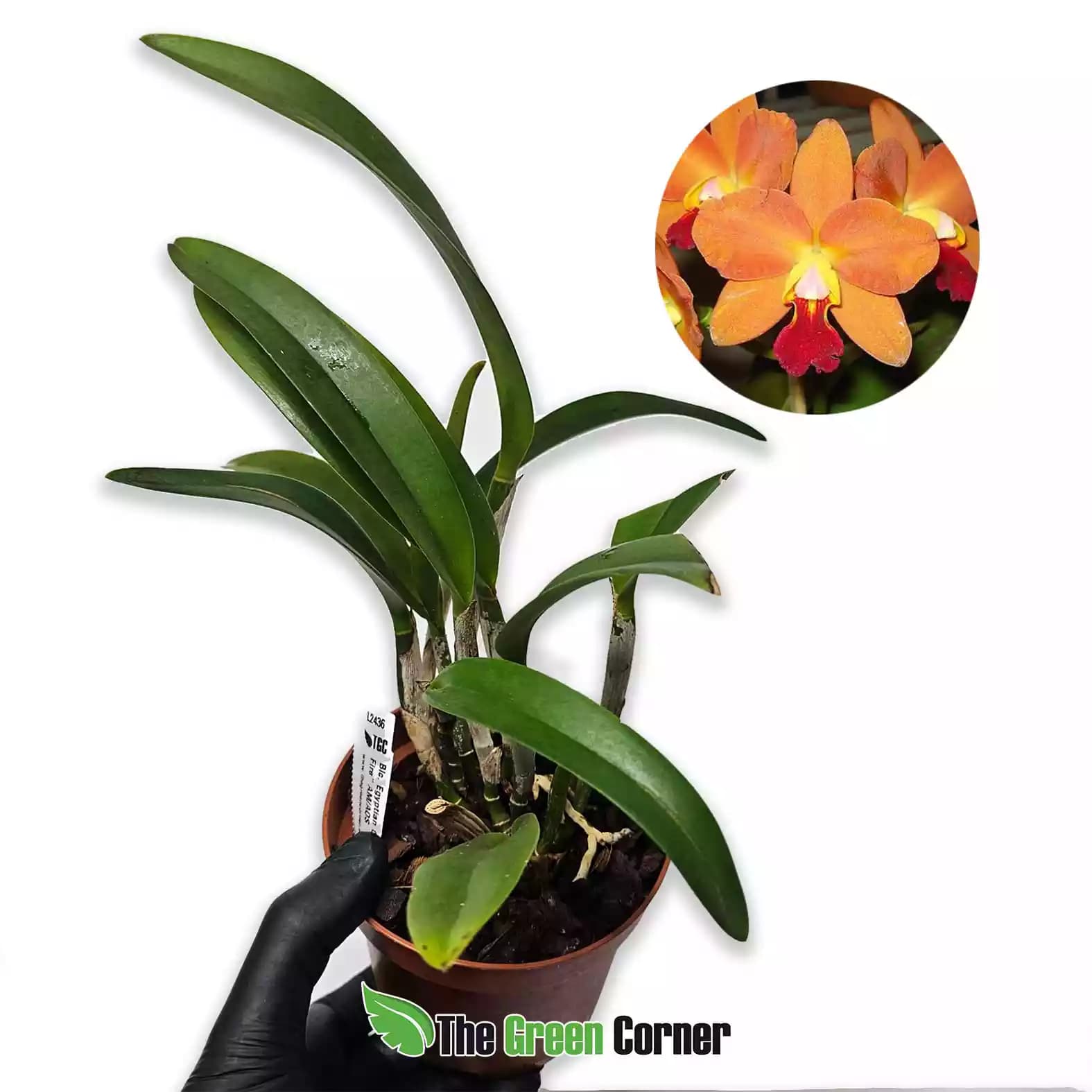 Blc. Egyptian Queen