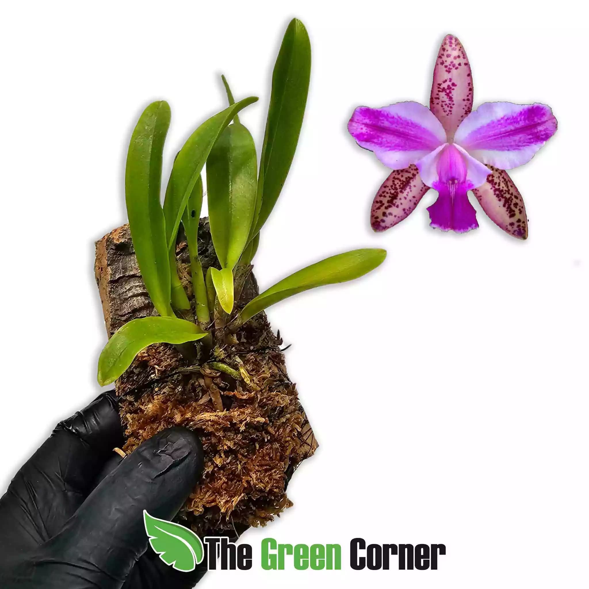 blc-senne-variable