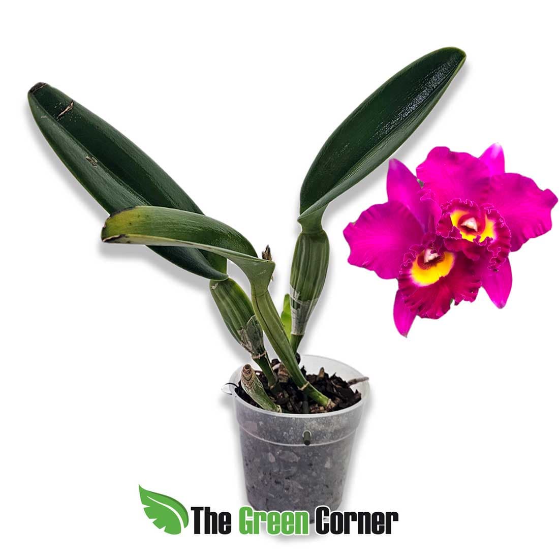 blc-tiago-suzuki