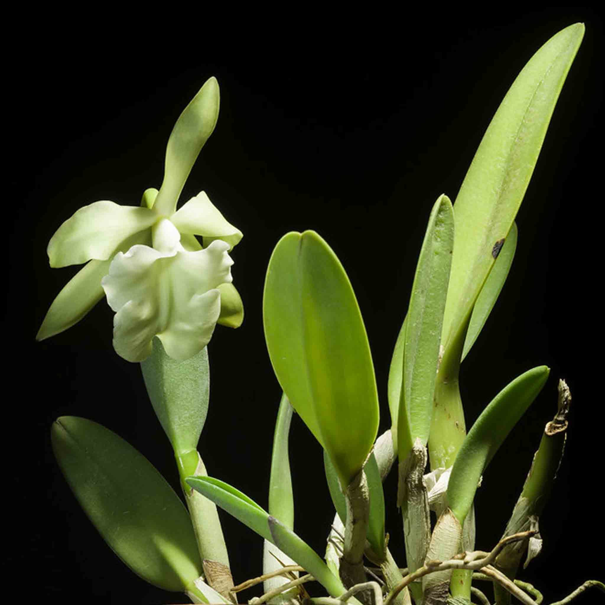 brasavola-glauca-floracion
