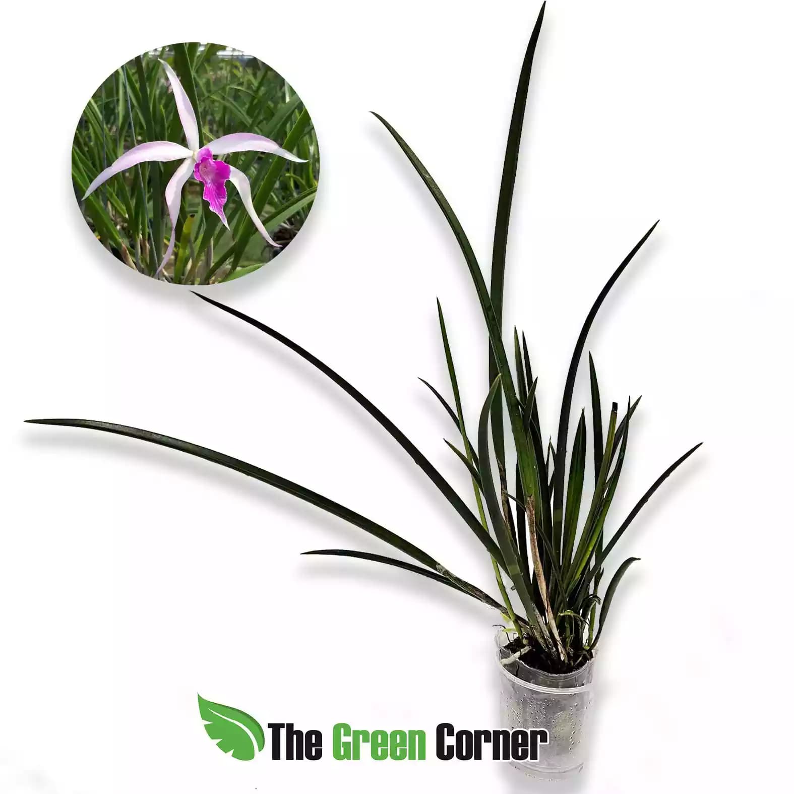 brassavola-ameth