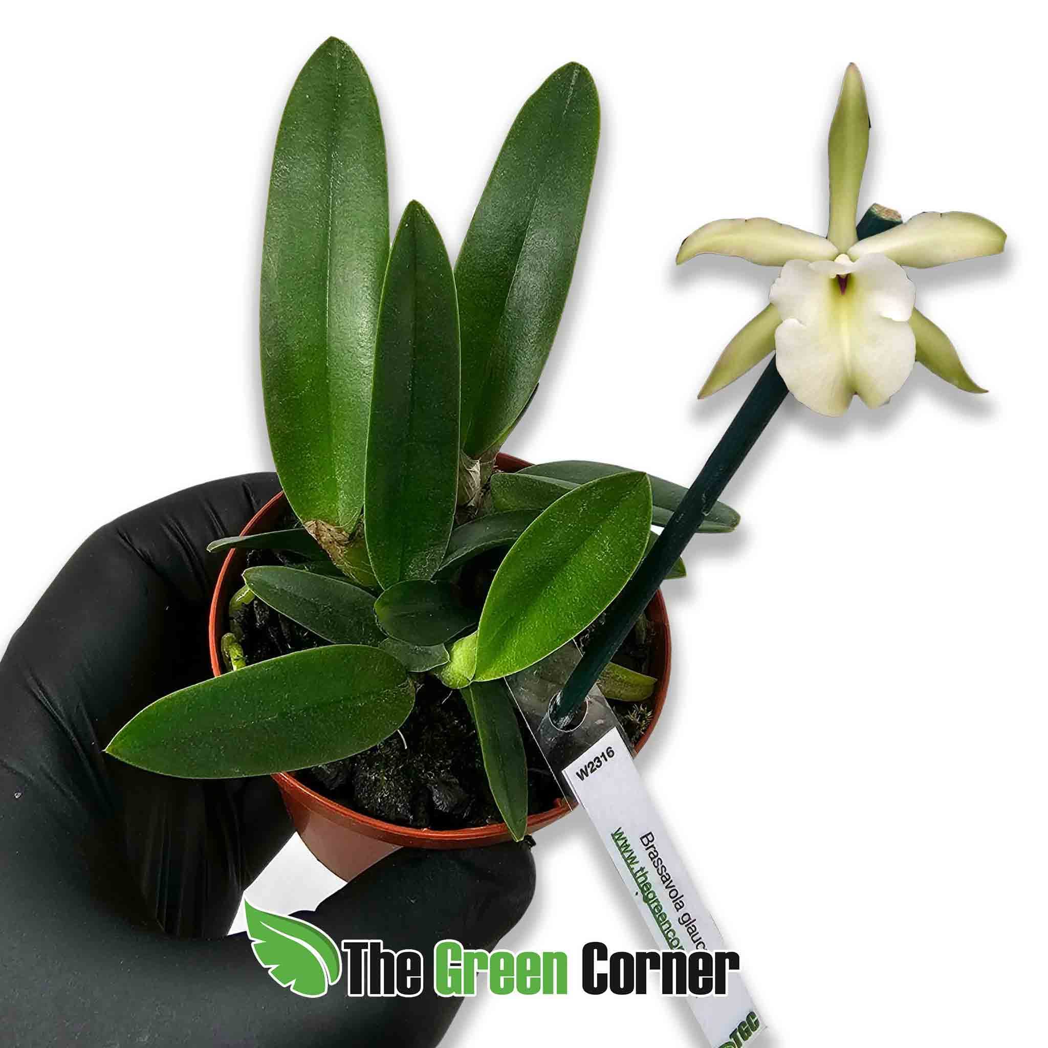 brassavola-glauca