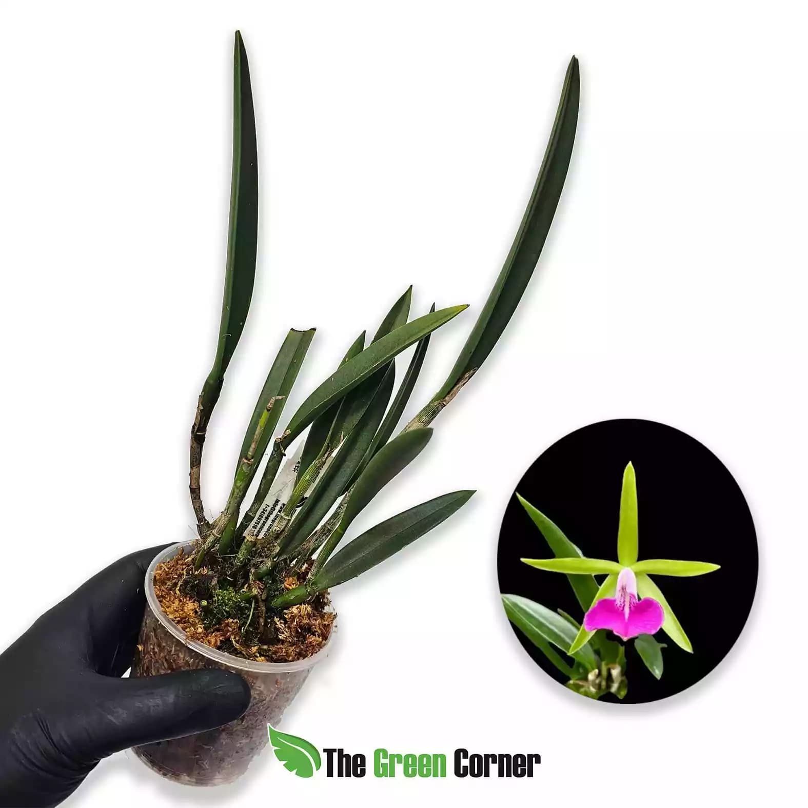 Bc. Gulf Shore Beauty 'Green Gem'