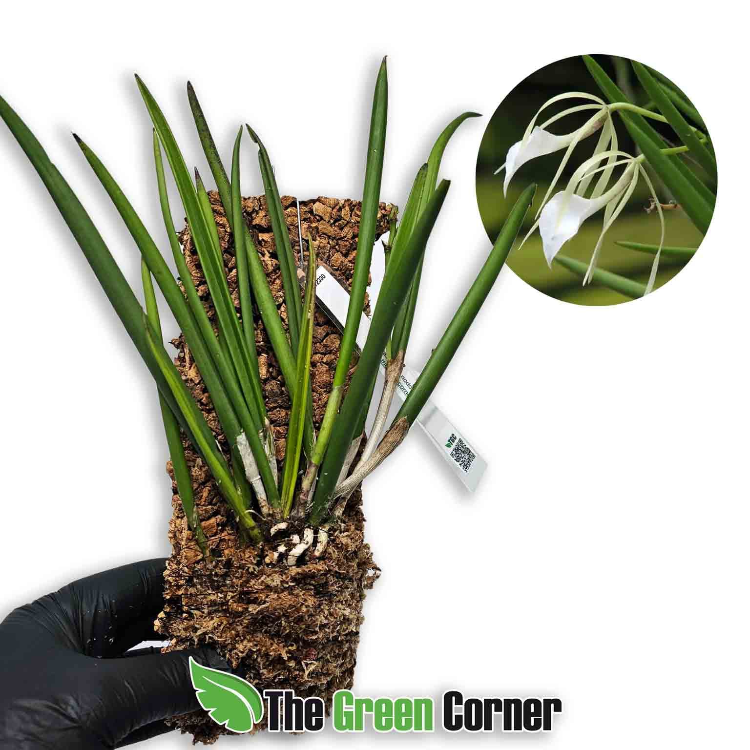 brassavola-nodosa