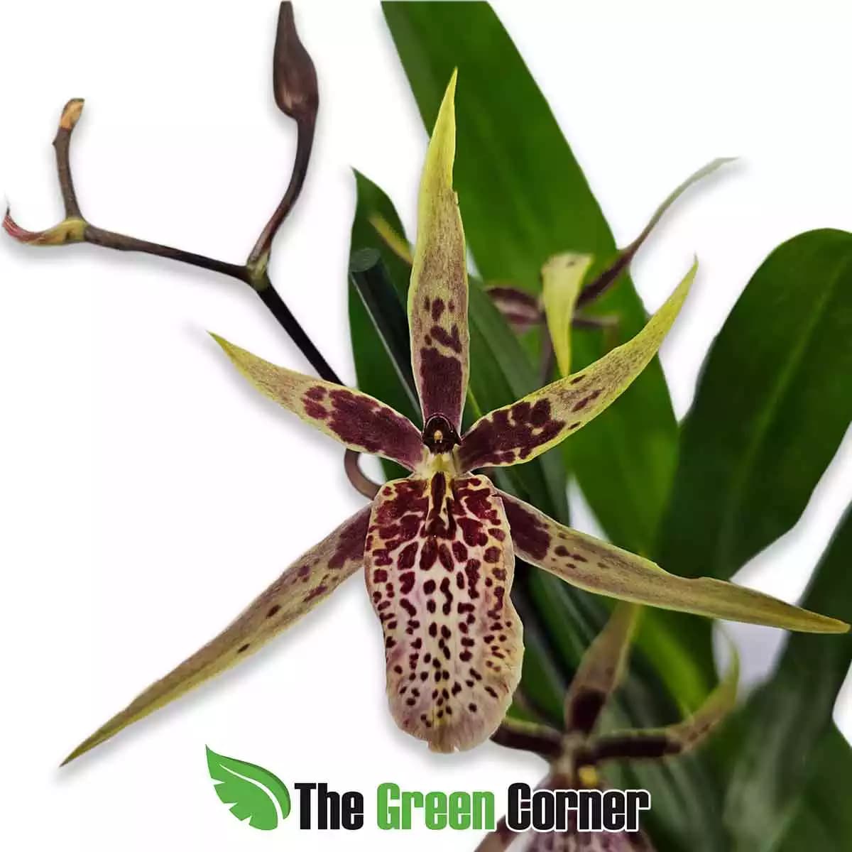 Brassia arachnoidea White Label