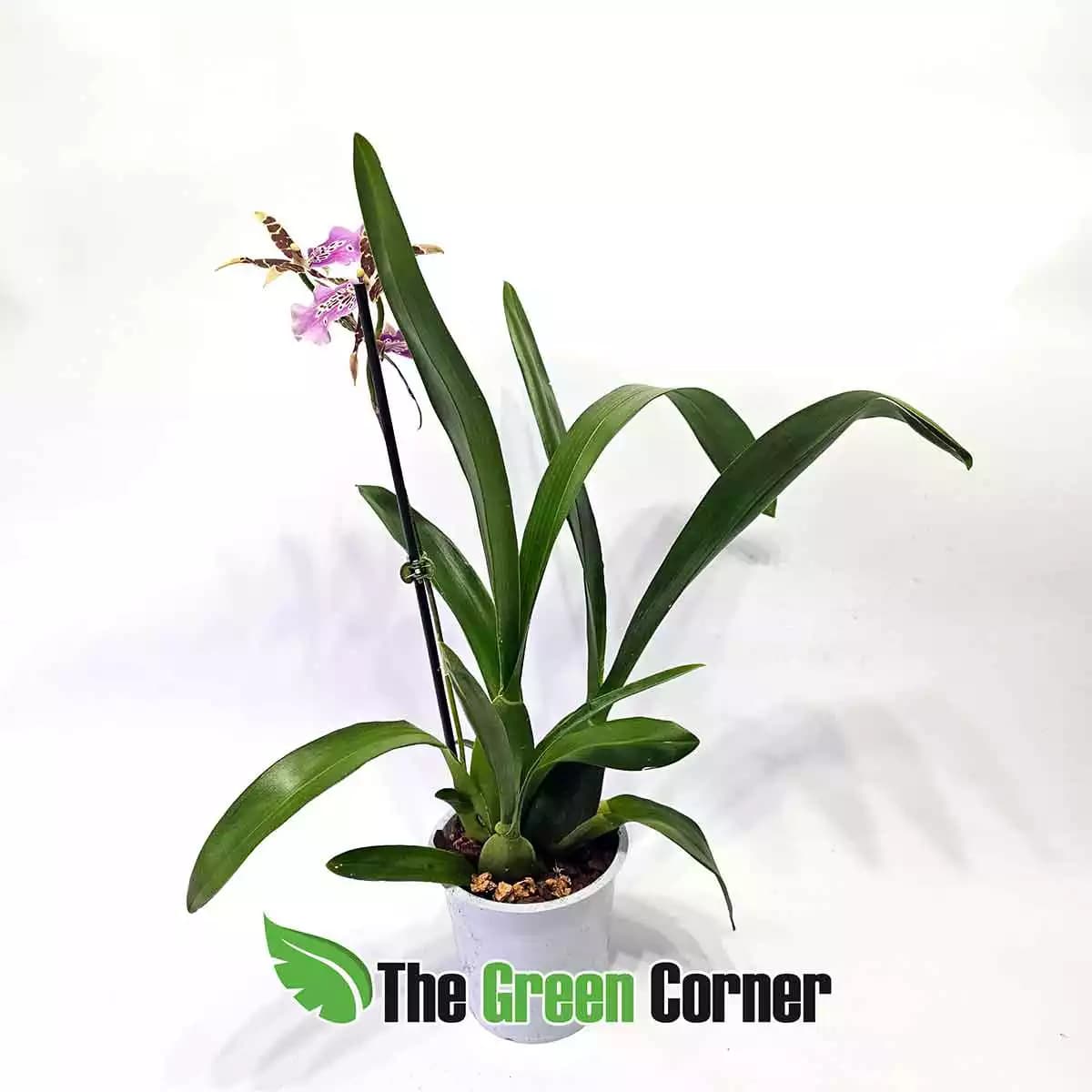 brassia-arachnoidea-planta