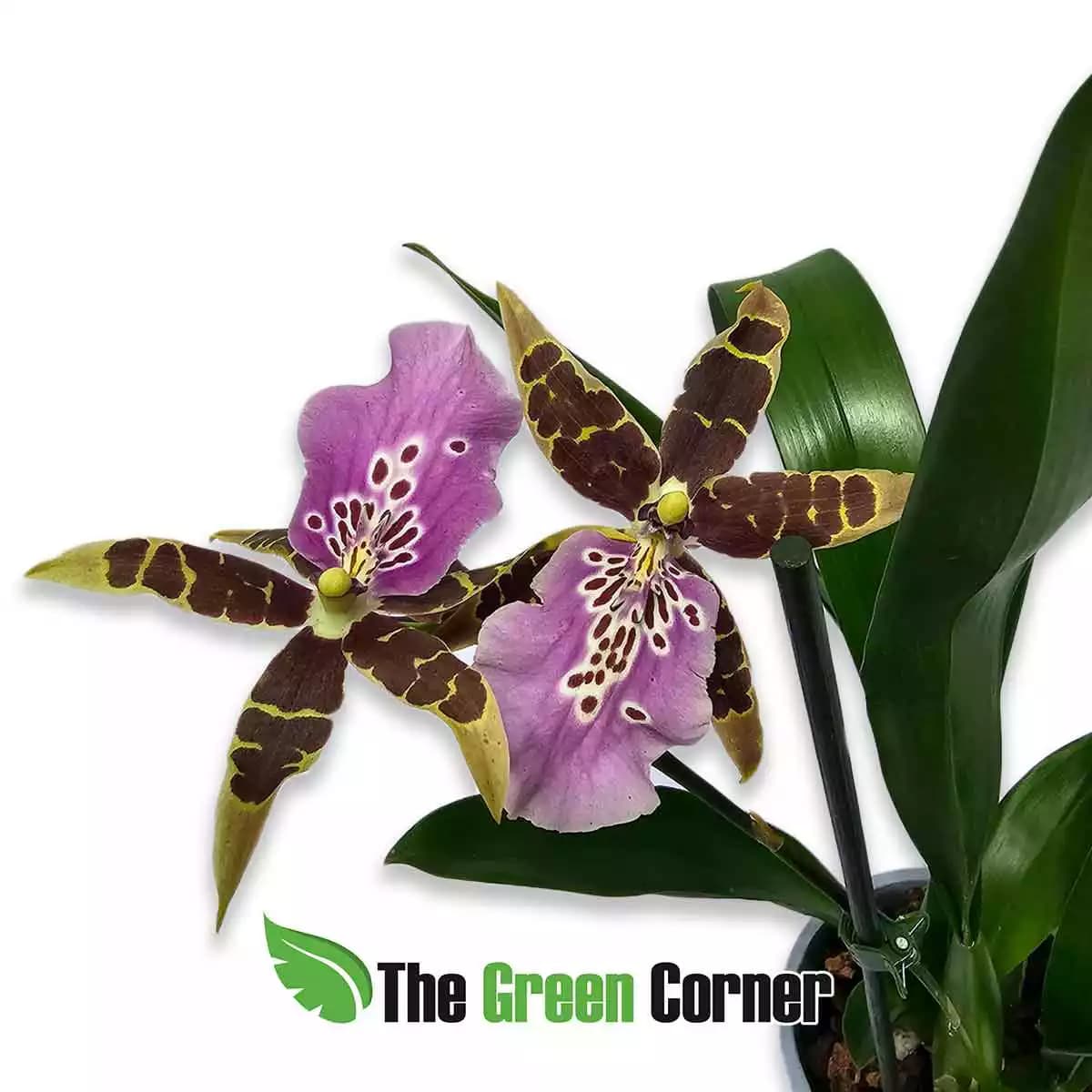 brassia-arachnoidea-purple-flor