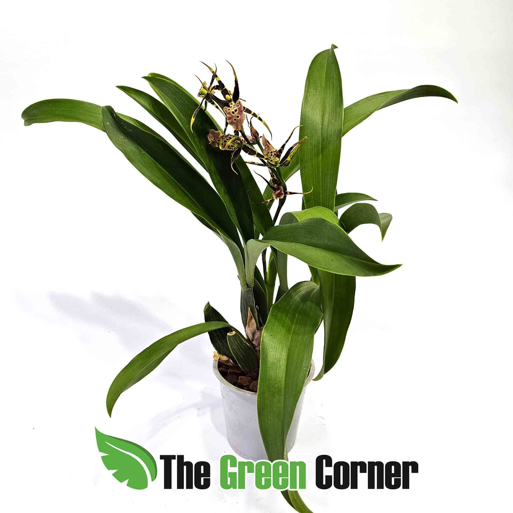 Brassia 3