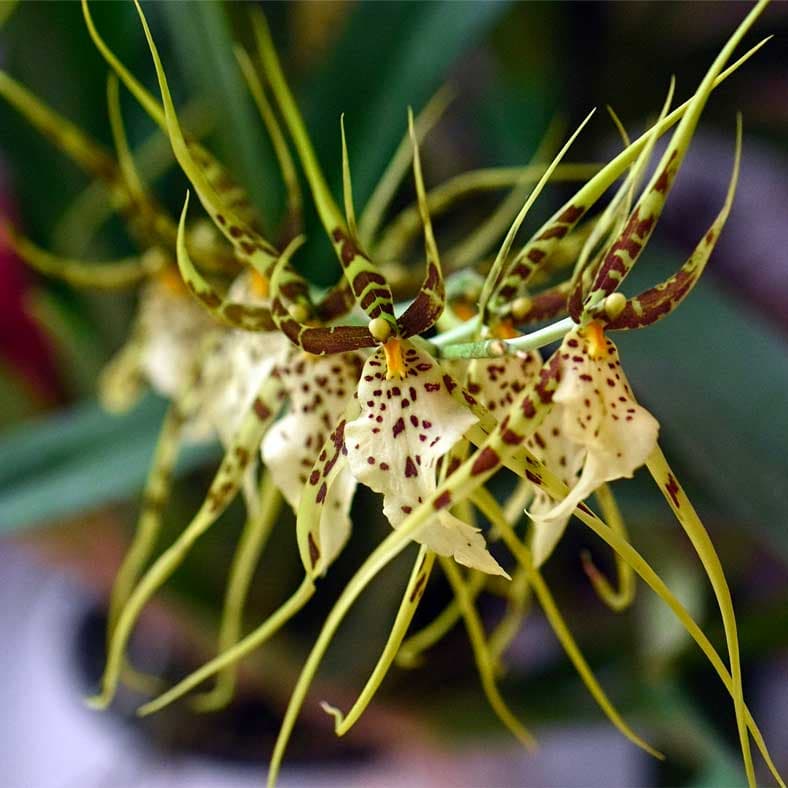 brassia-flor