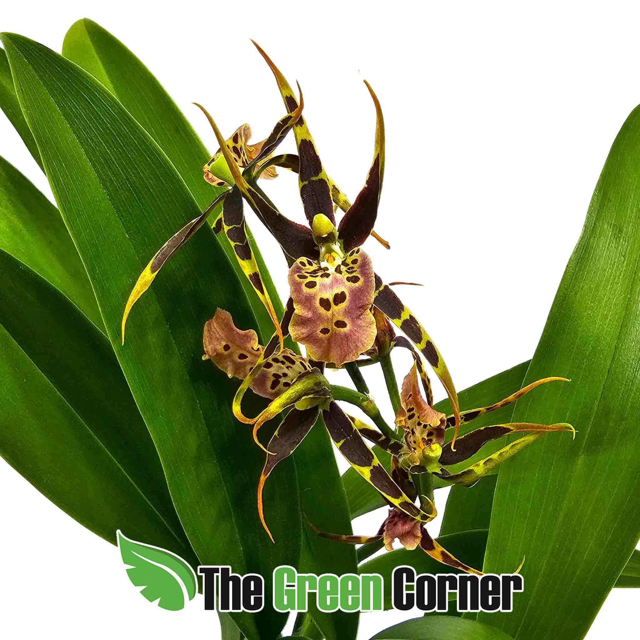 brassia-rosa