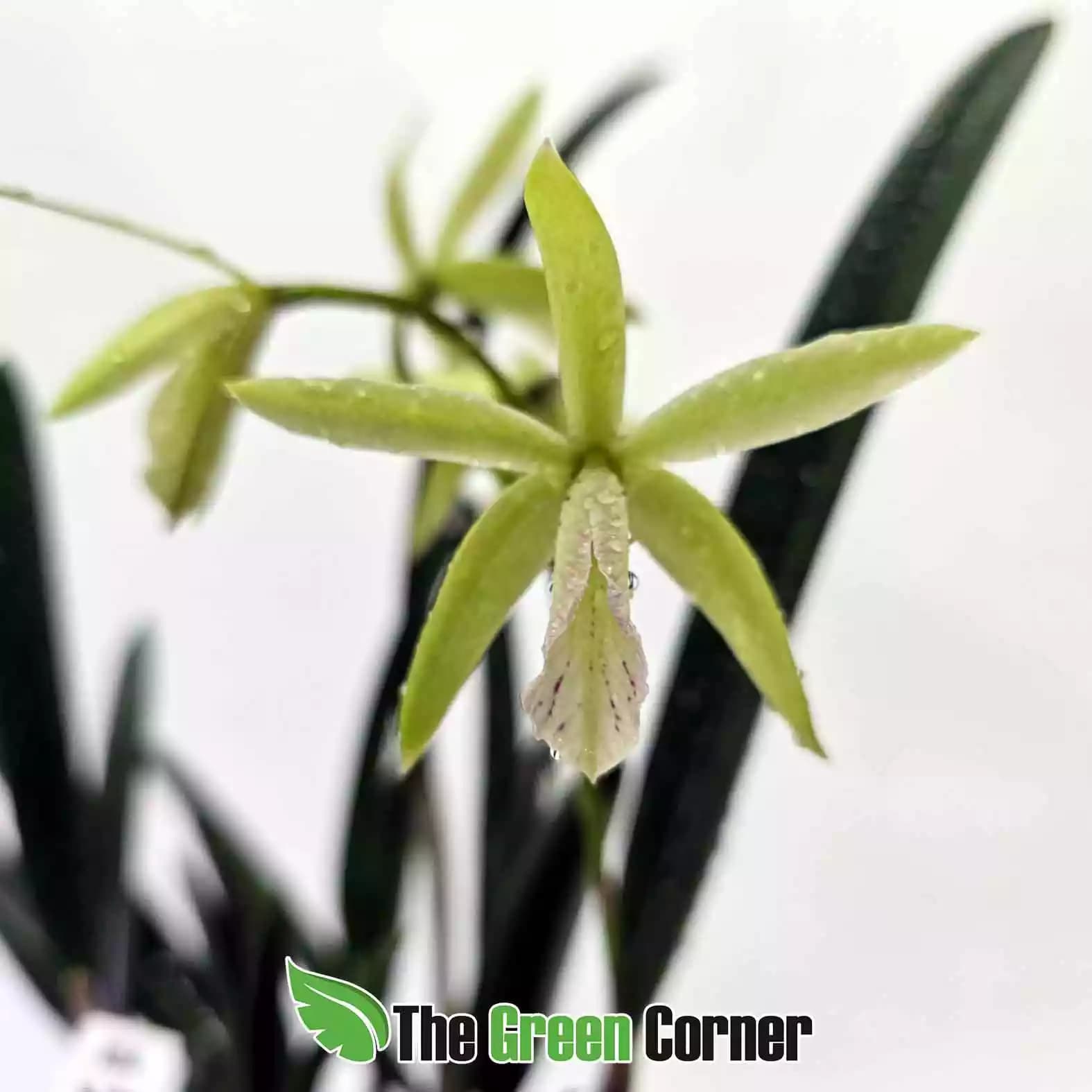brassiocattleya-snow-flakes