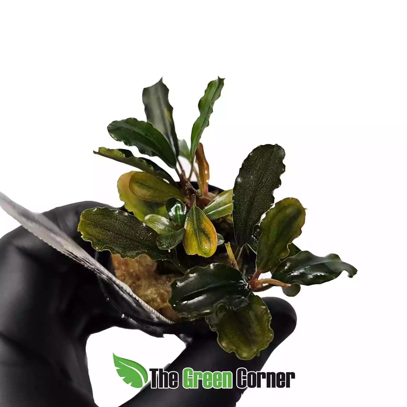 bucephalandra-centipete
