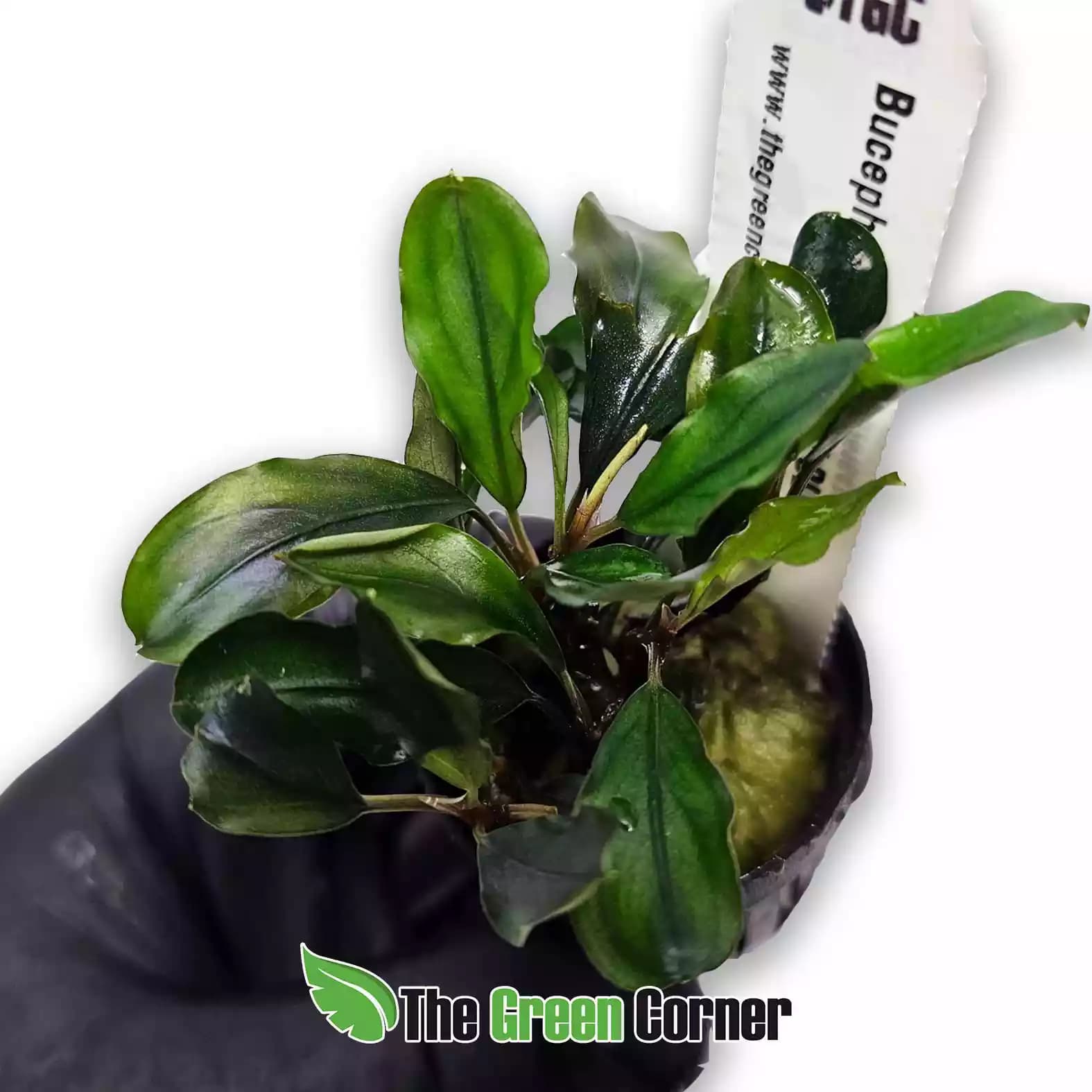 bucephalandra-dark-blue