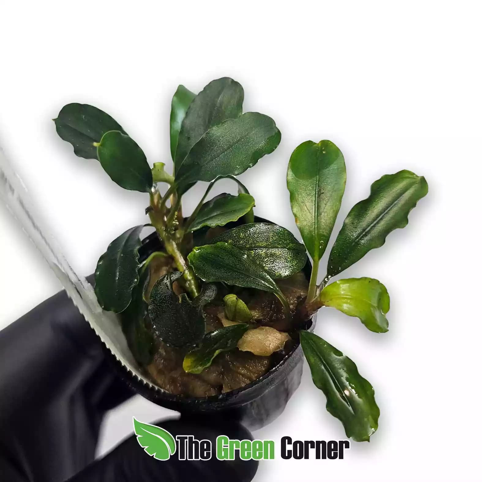 bucephalandra-lagoon
