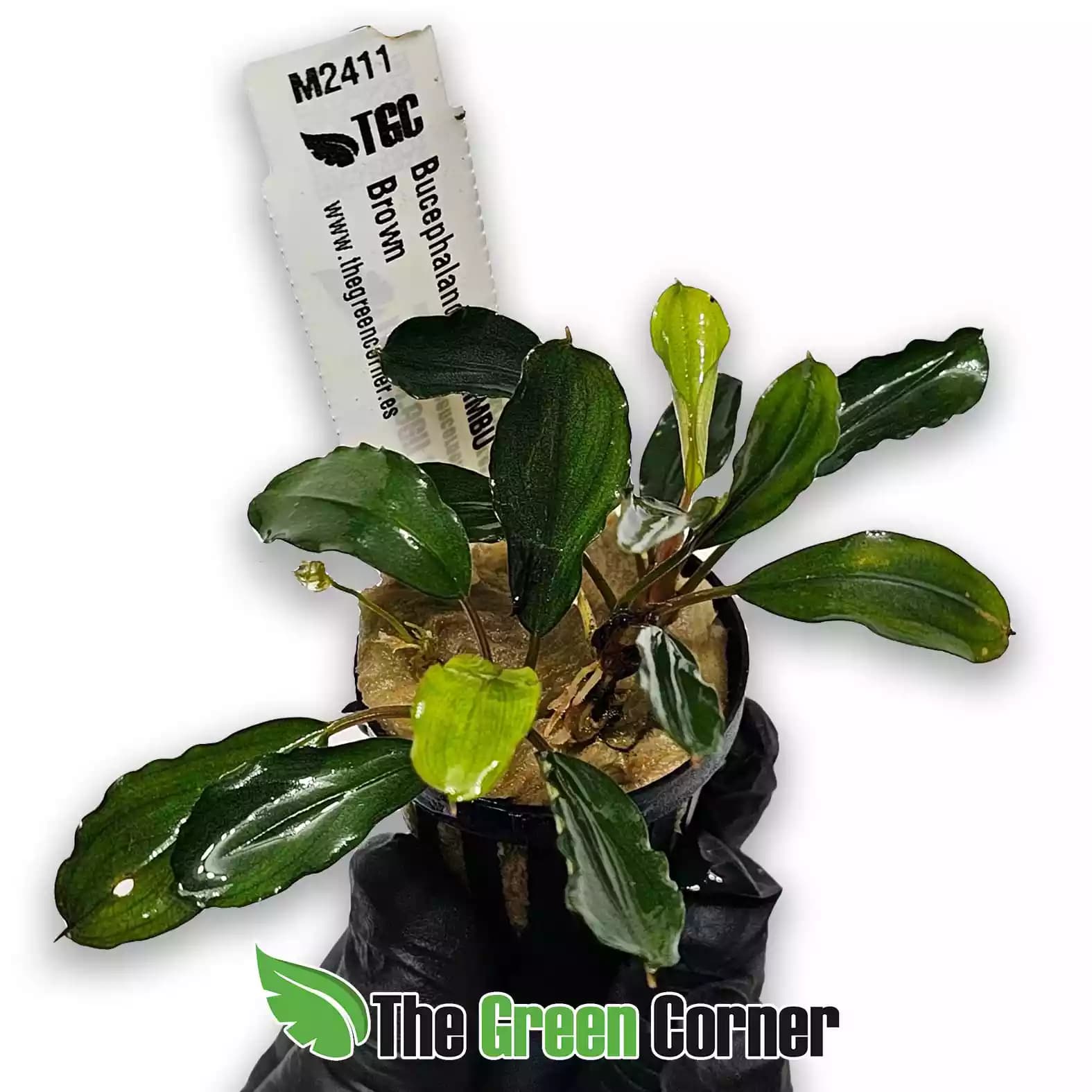 bucephalandra-serimbubrown