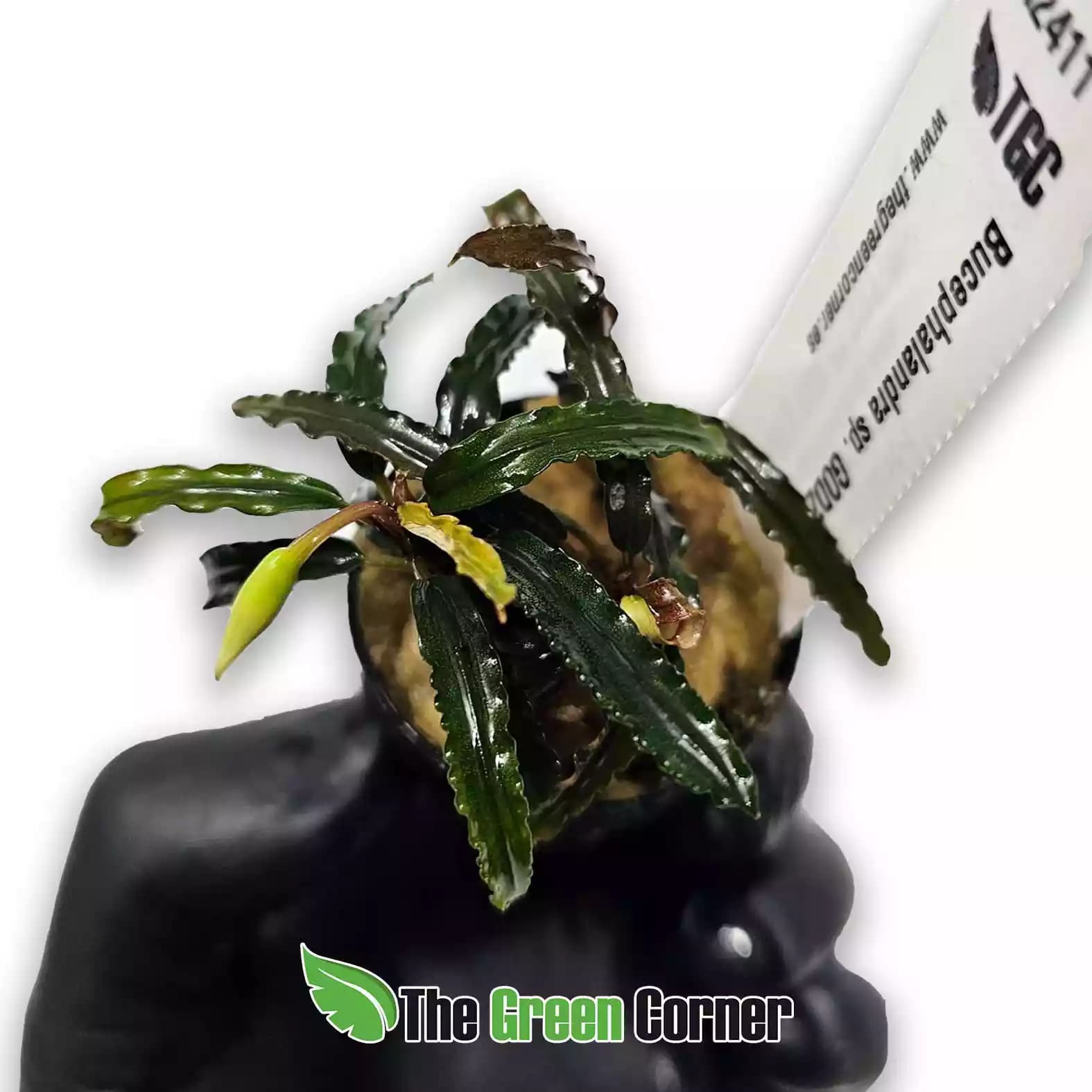 bucephalandra-sp-godzilla