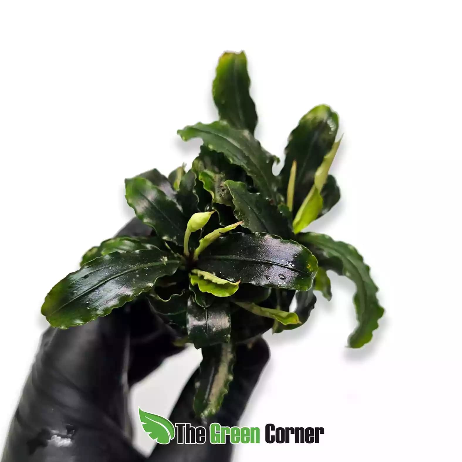 bucephalandra-theia-green