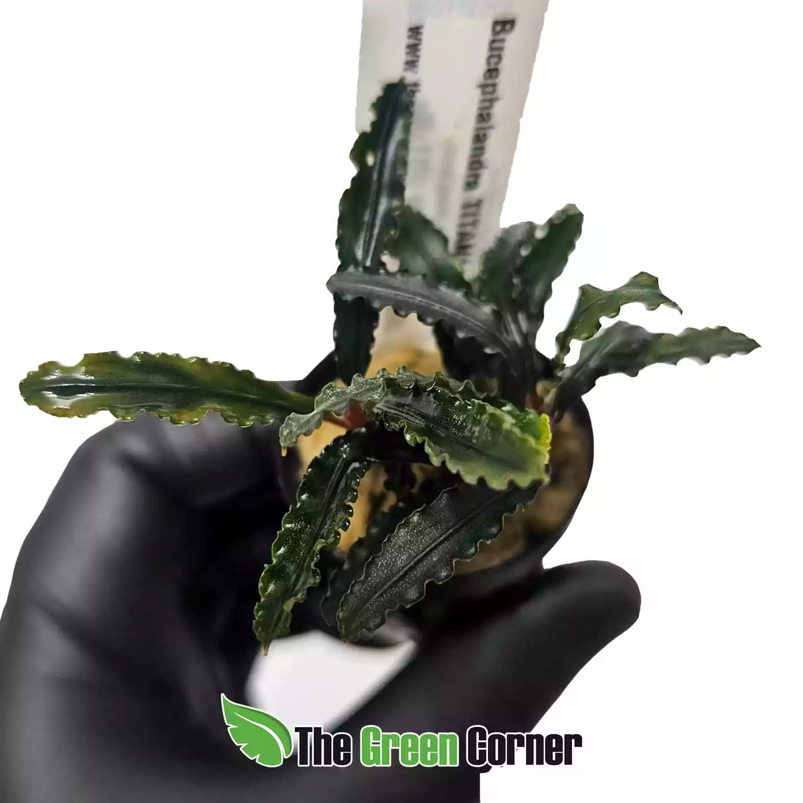 bucephalandra-titan