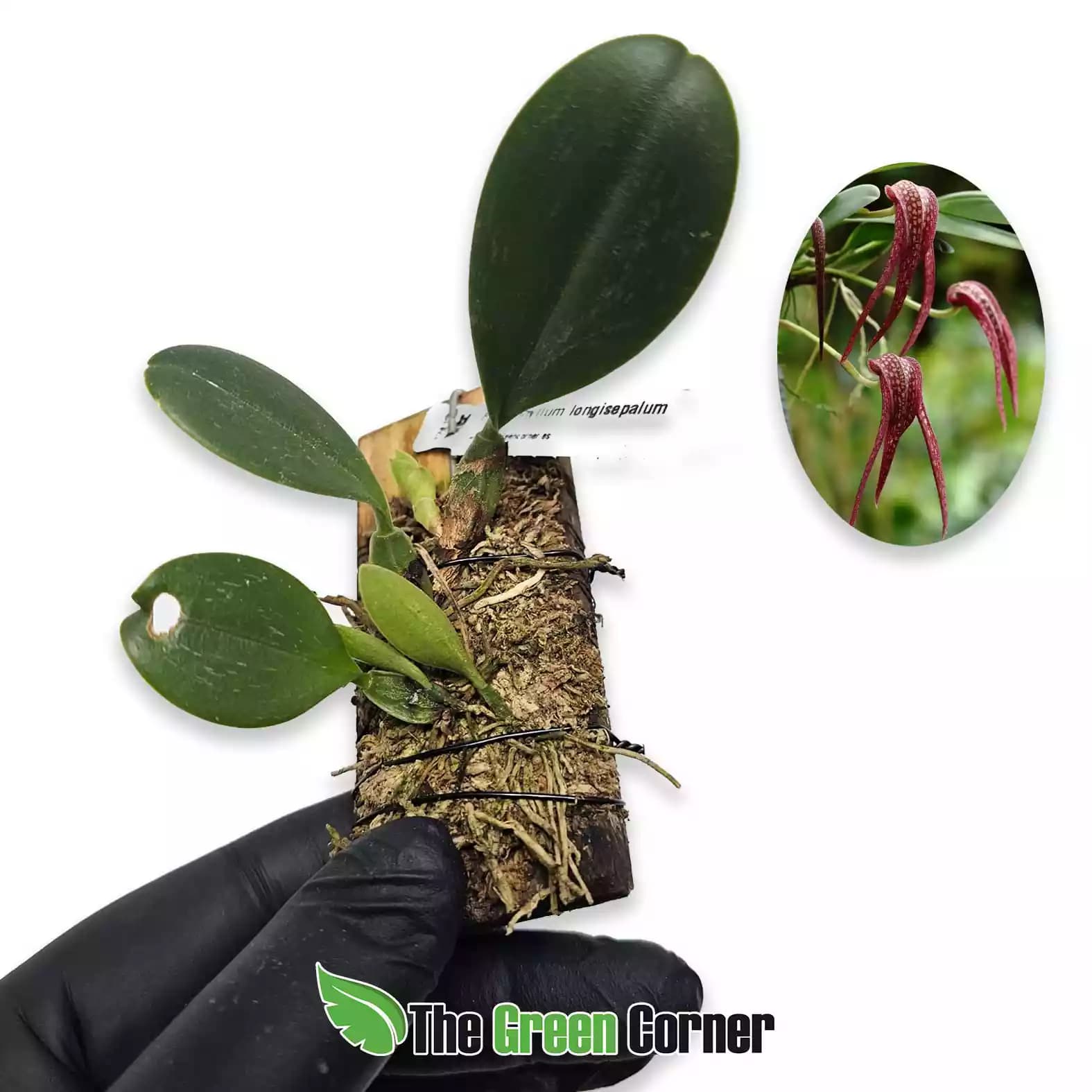 bulbiophyllum-longisepalum
