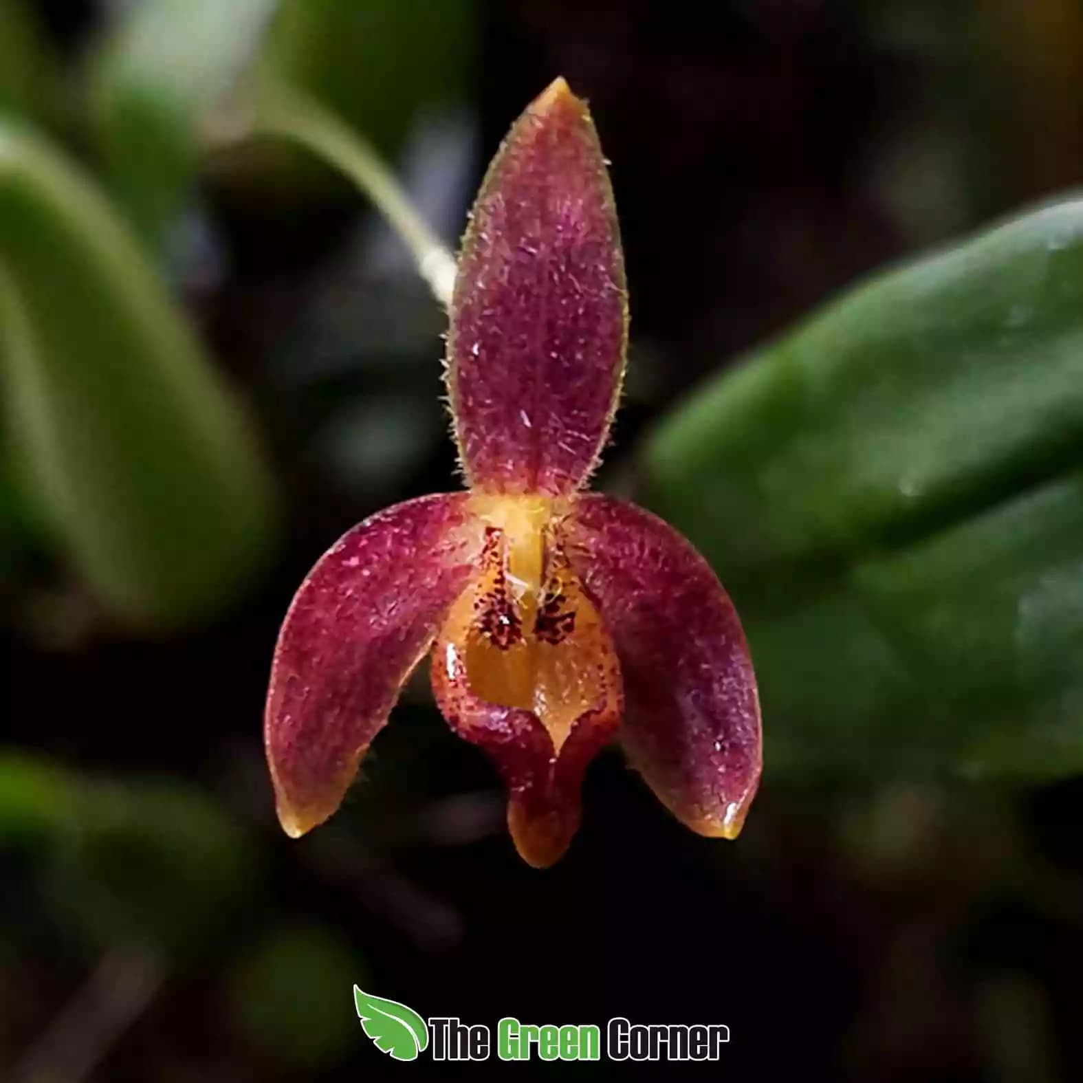 bulbo-geniculiferum-flor