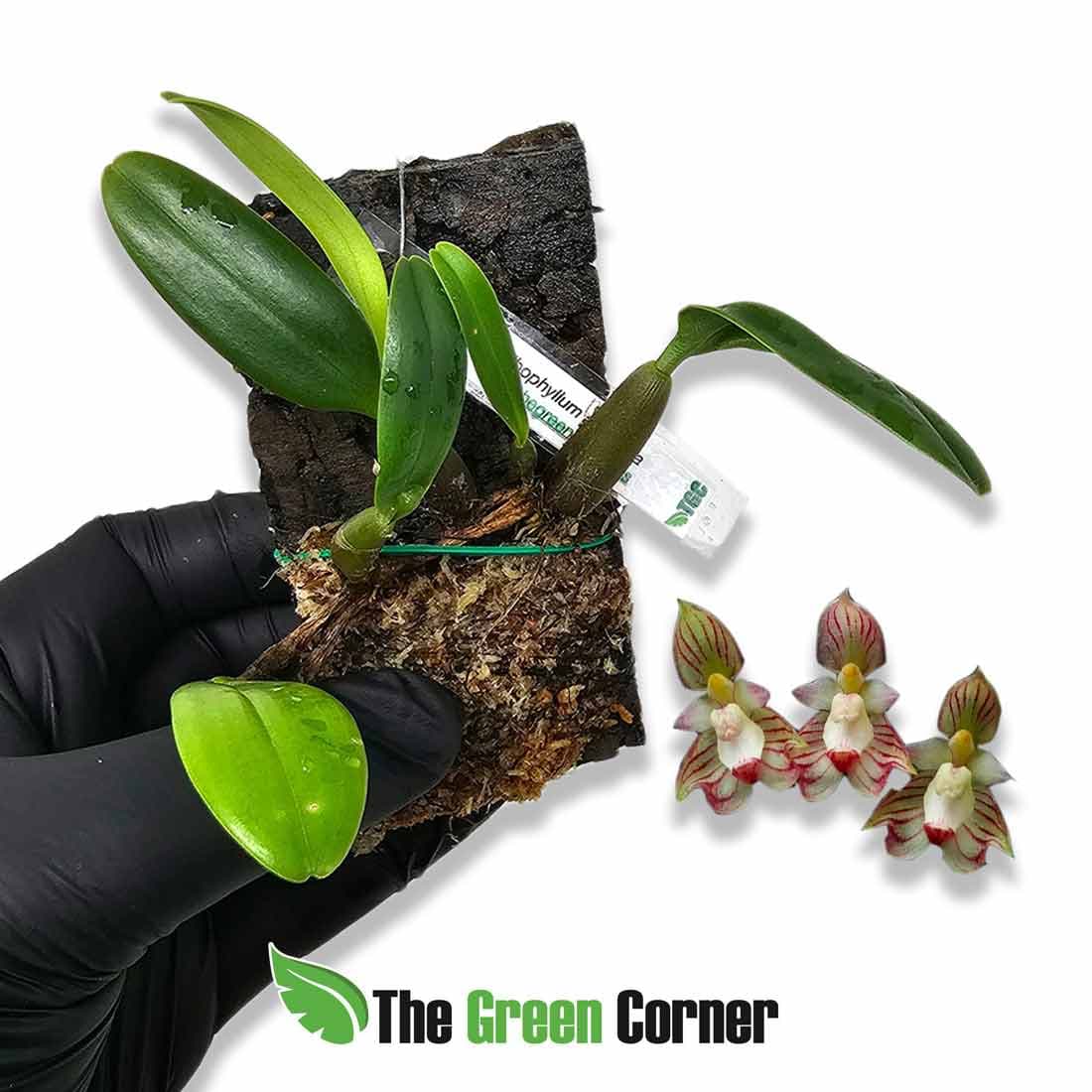 bulbophyllum-ambrosia