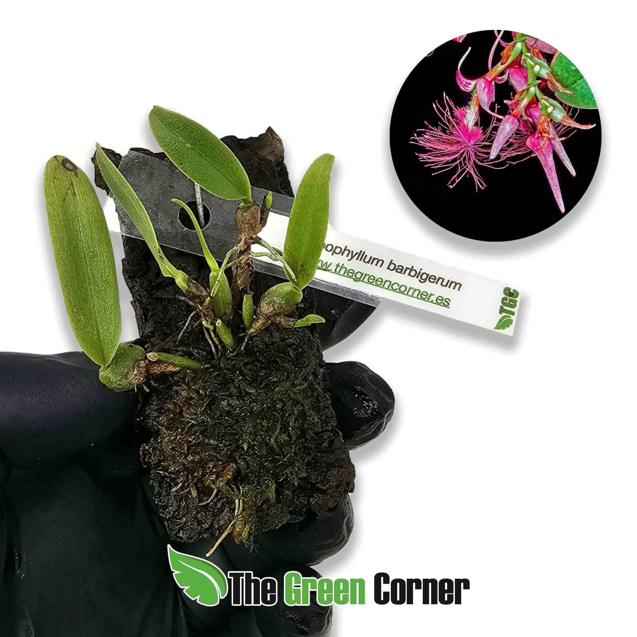 bulbophyllum-barbigerium