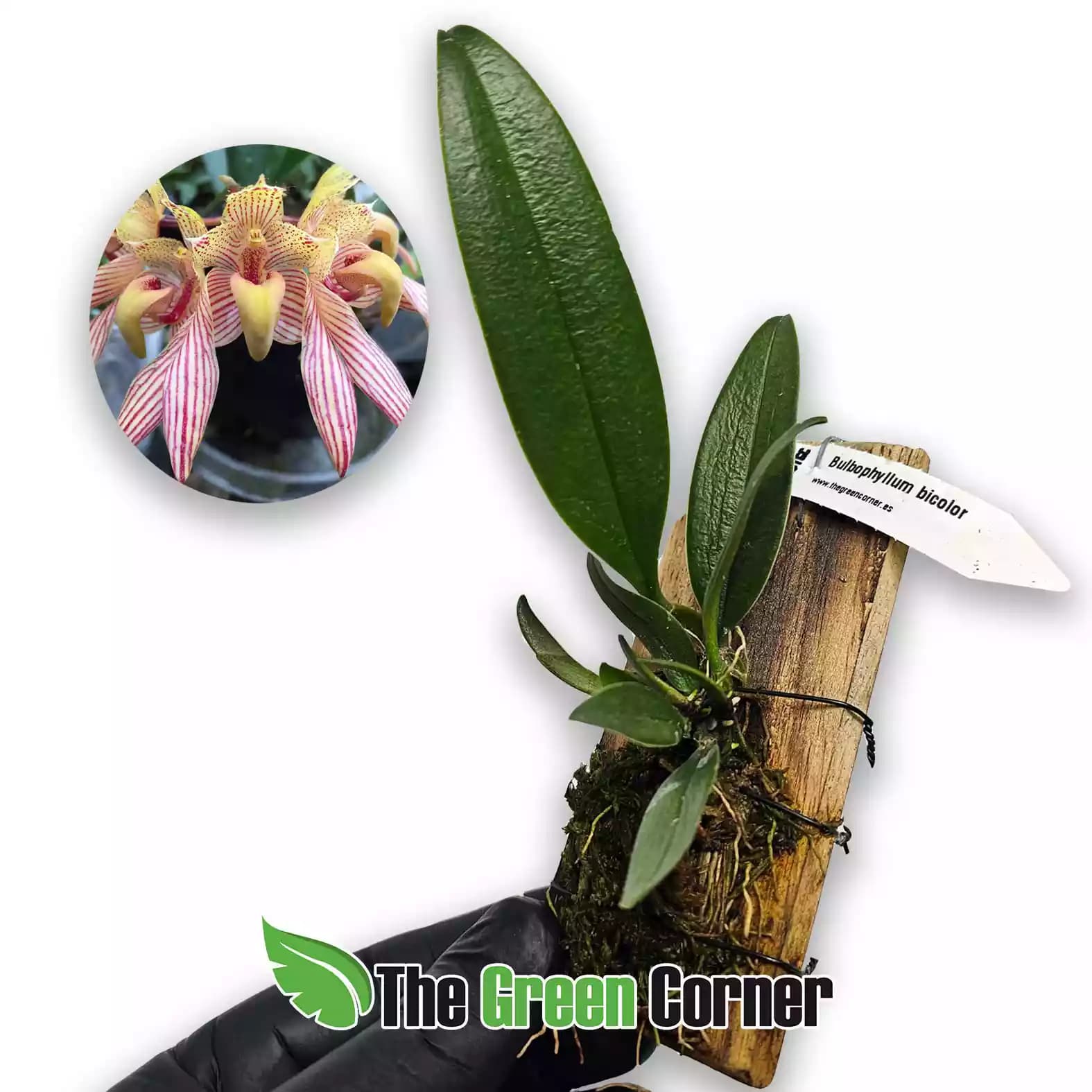 bulbophyllum-bicolor-1
