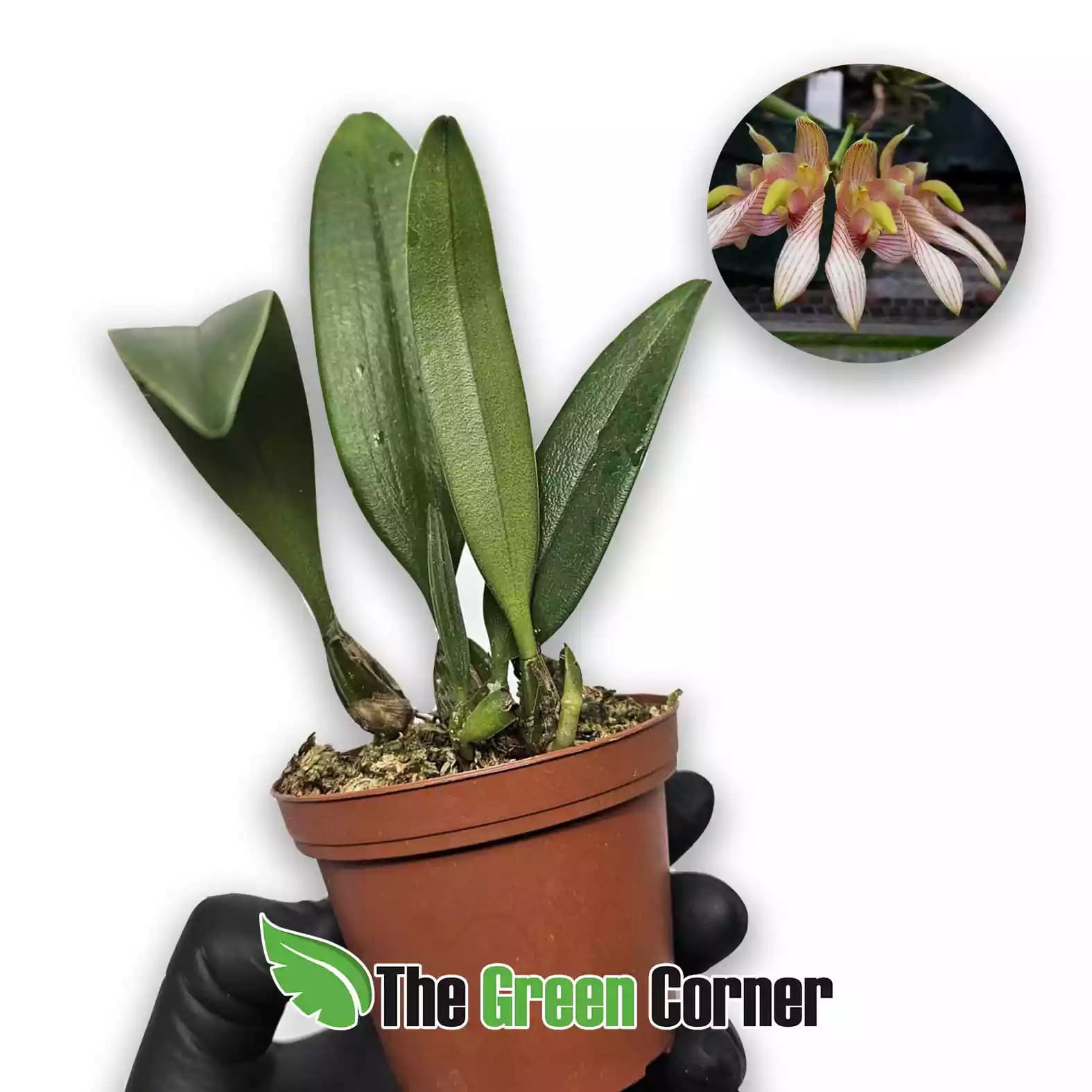 bulbophyllum-bicolor