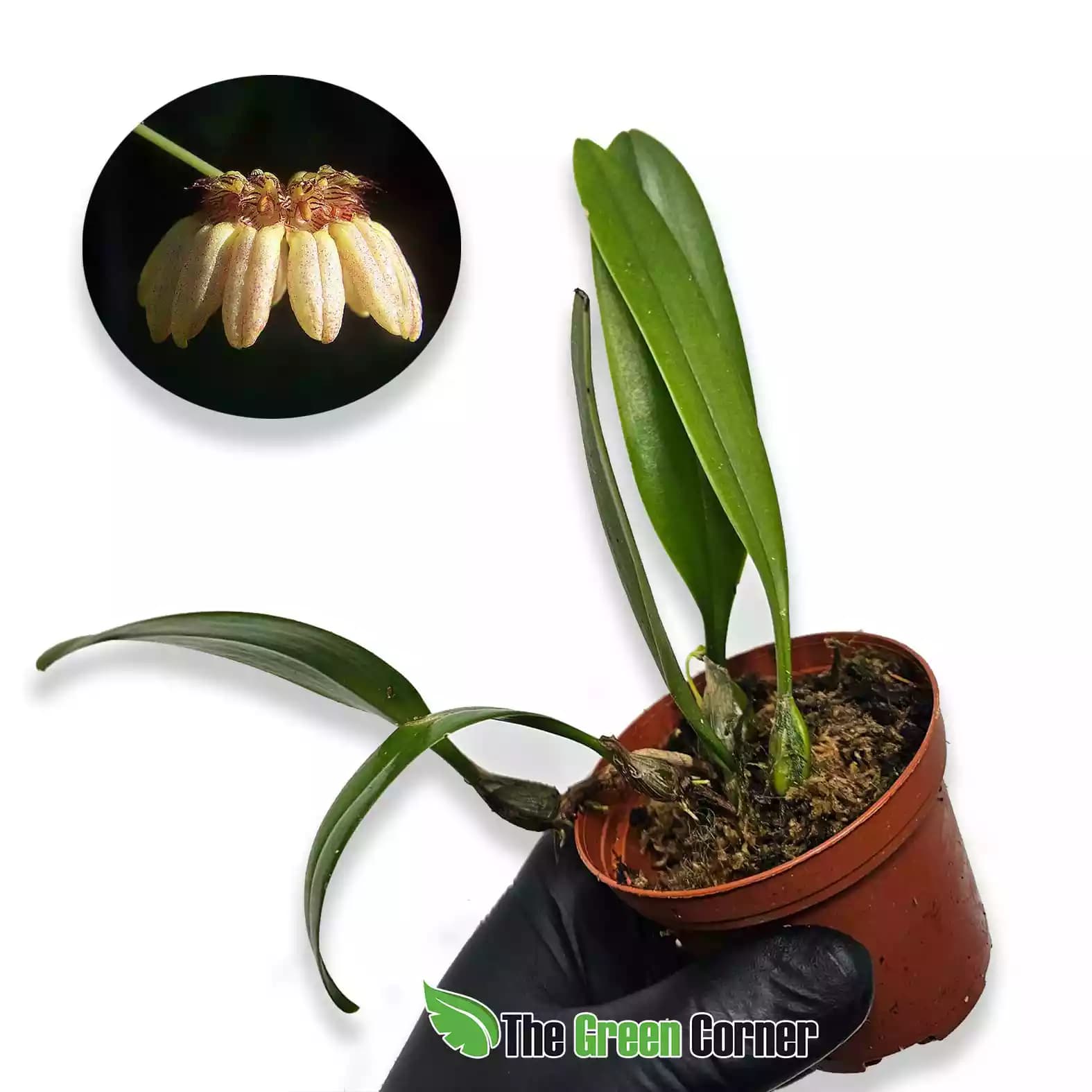 bulbophyllum-campanulatum