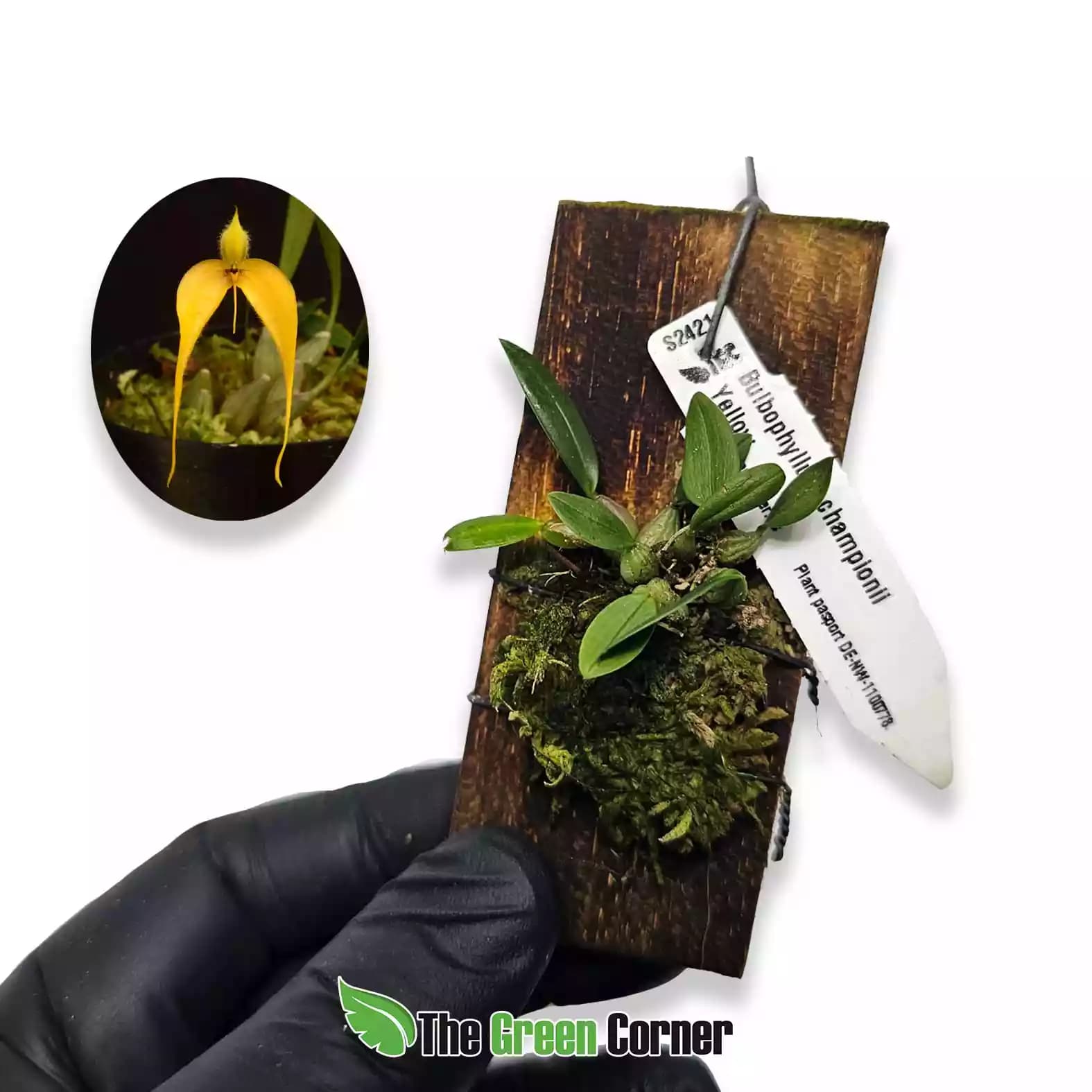 Bulbophyllum championii Yellow