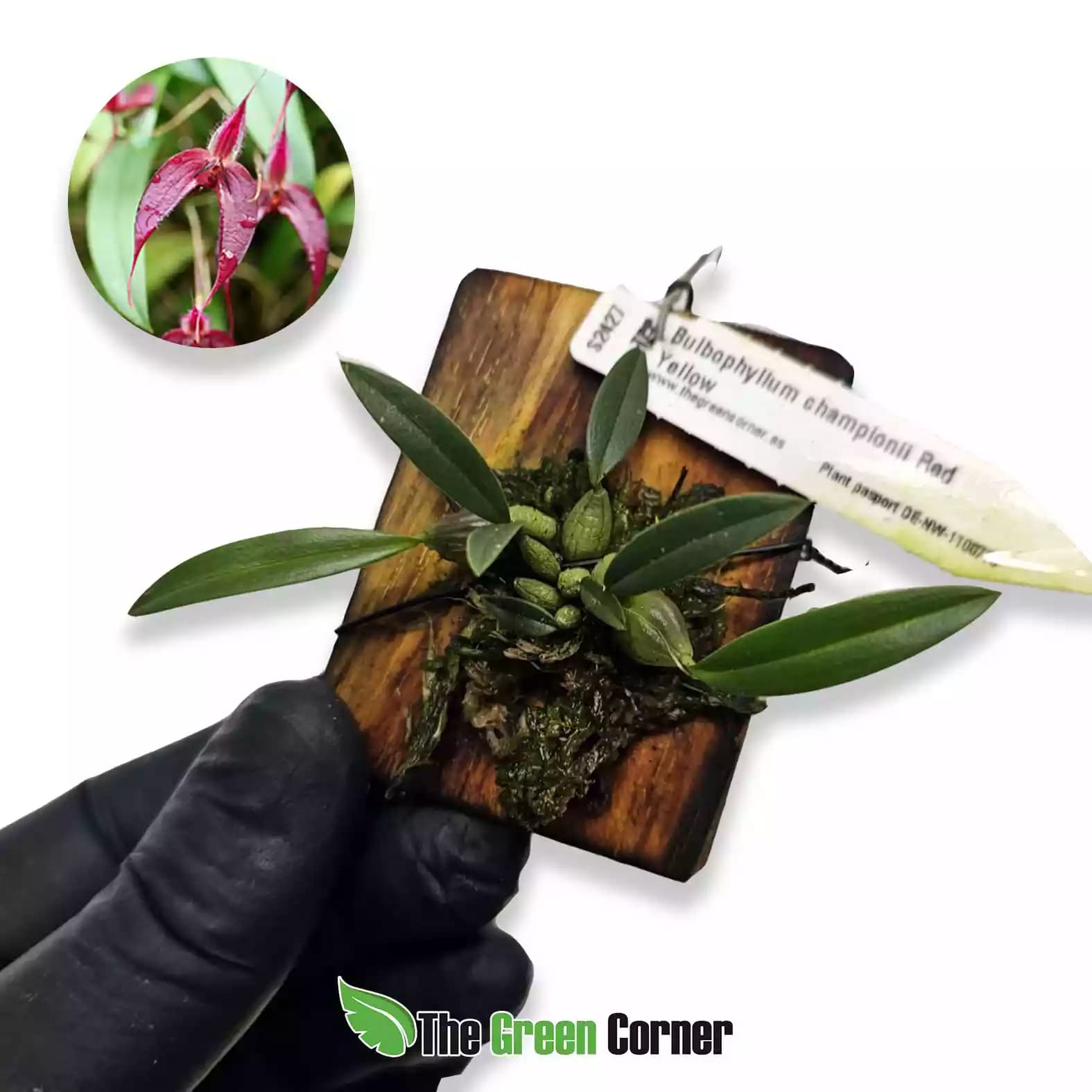 bulbophyllum-championii-red-yellow