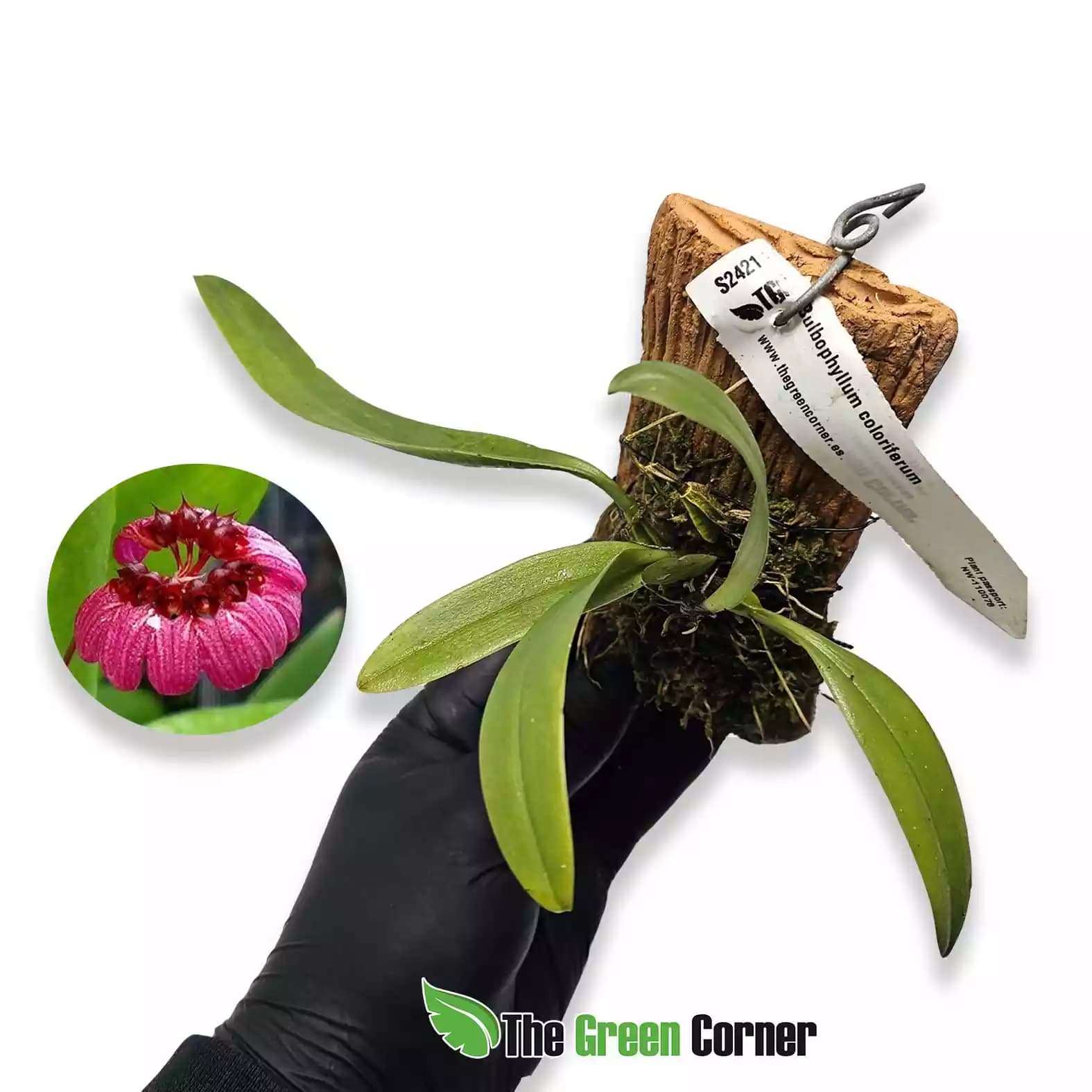 Bulbophyllum corolliferum