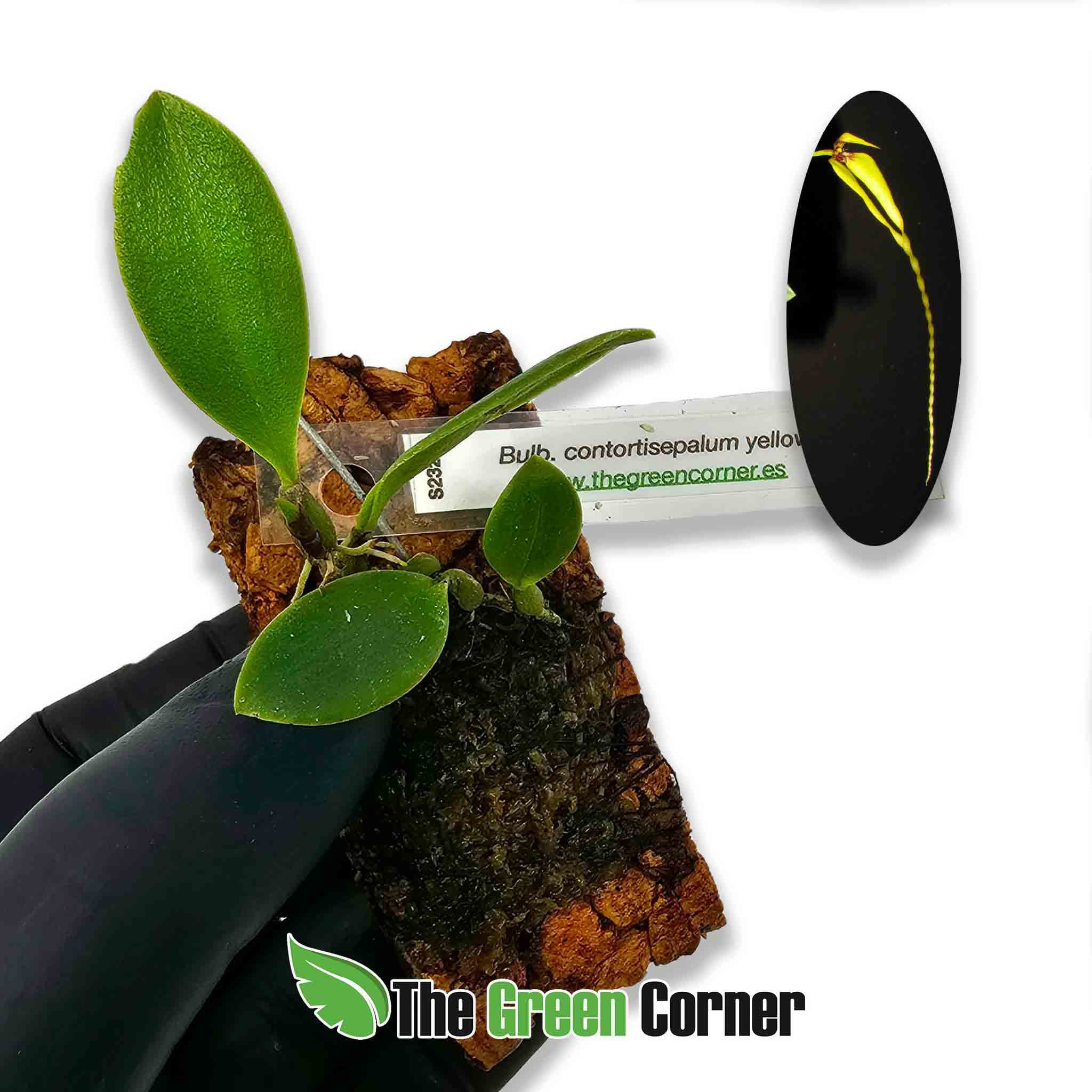 bulbophyllum-contorsisepalum-yellow
