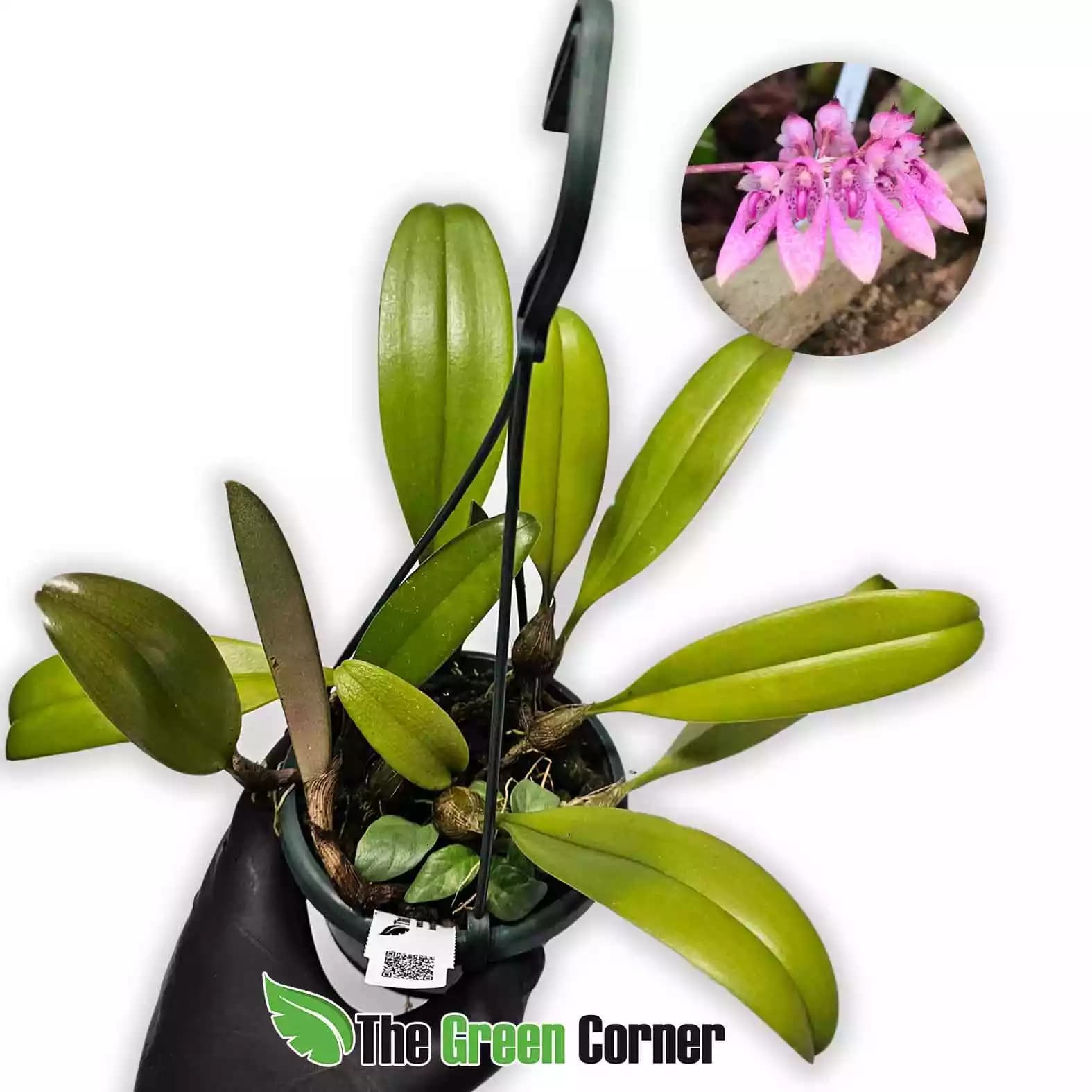 bulbophyllum-dentiferum