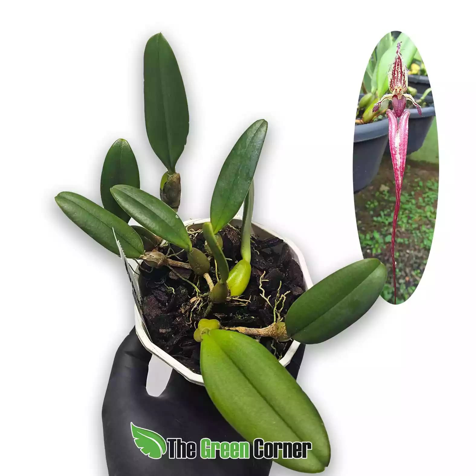 bulbophyllum-fascinator
