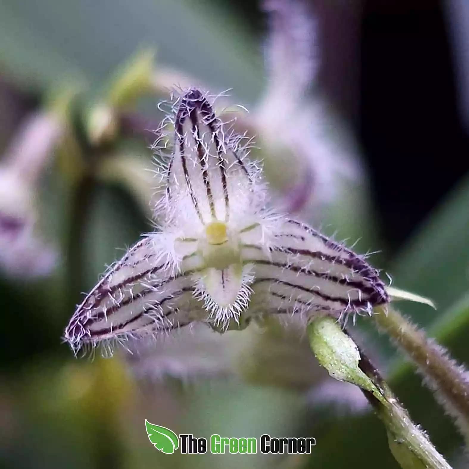 Bulbophyllum lindleyanum 2
