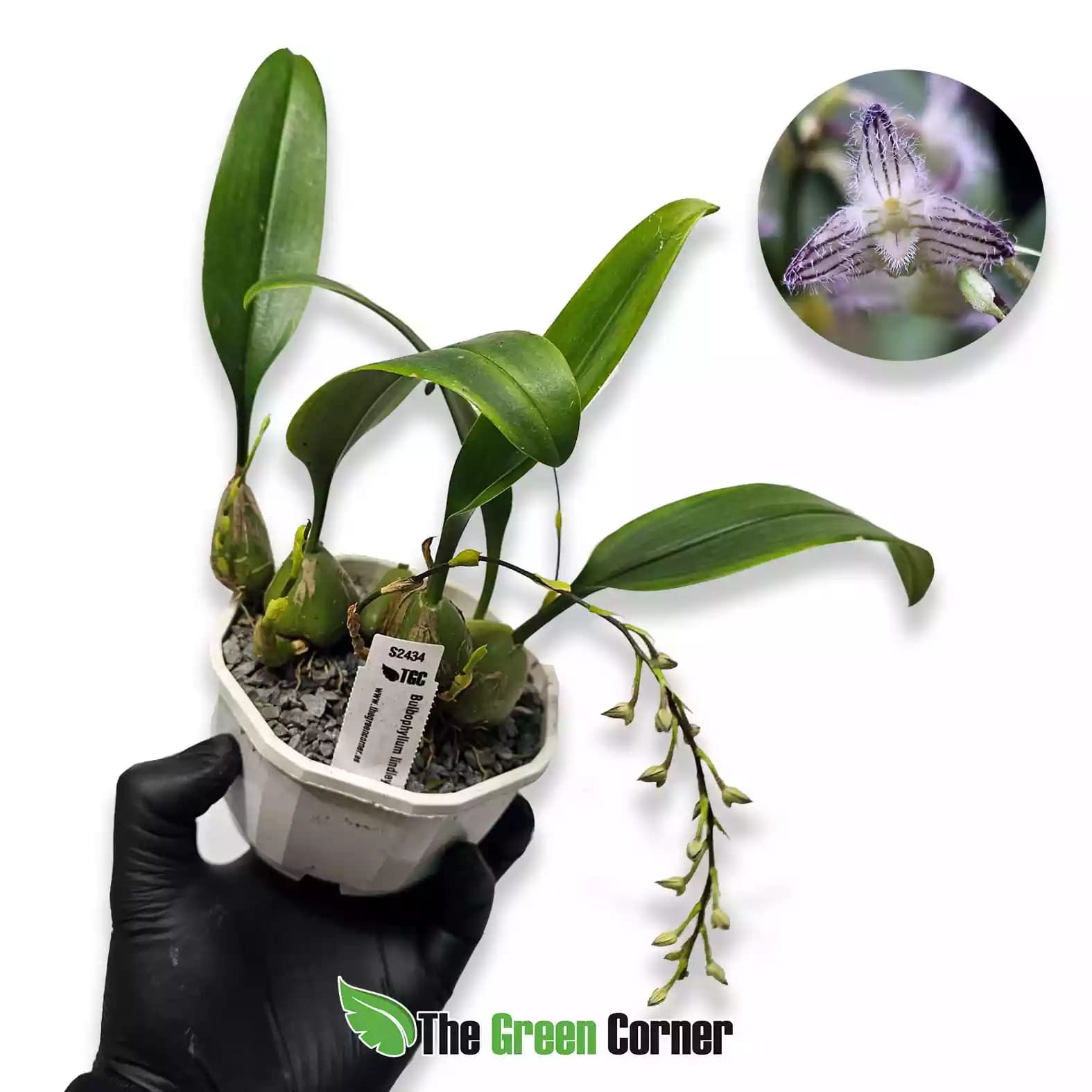 bulbophyllum-lindelyanum-general