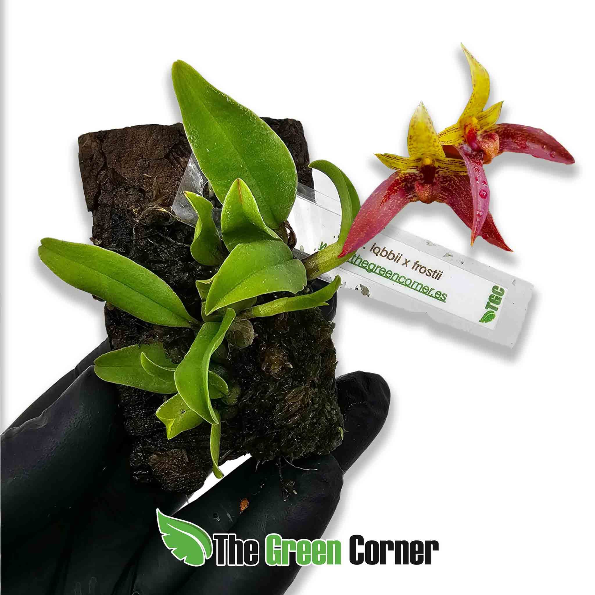 bulbophyllum-lobbi-x-frostii