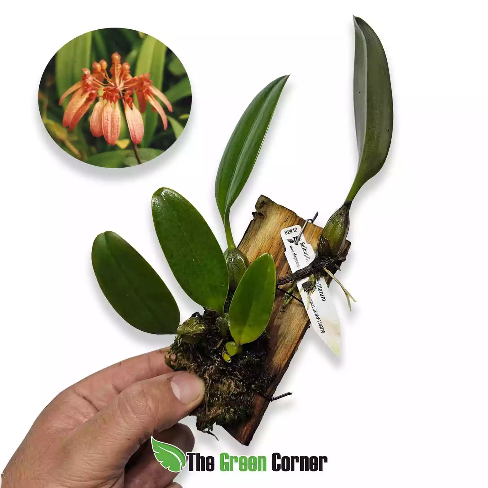 Bulbophyllum longiflorum