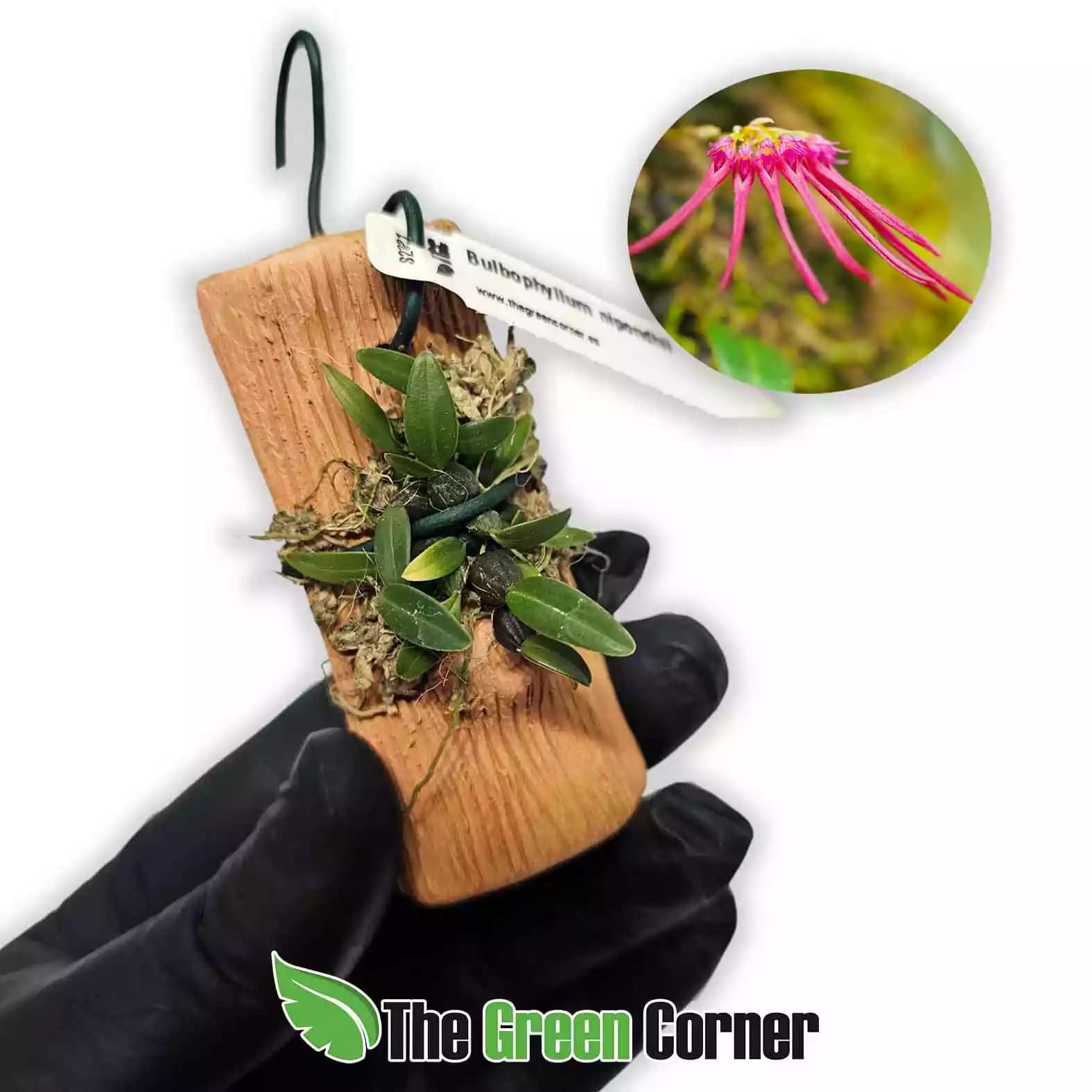 bulbophyllum-nipondhi