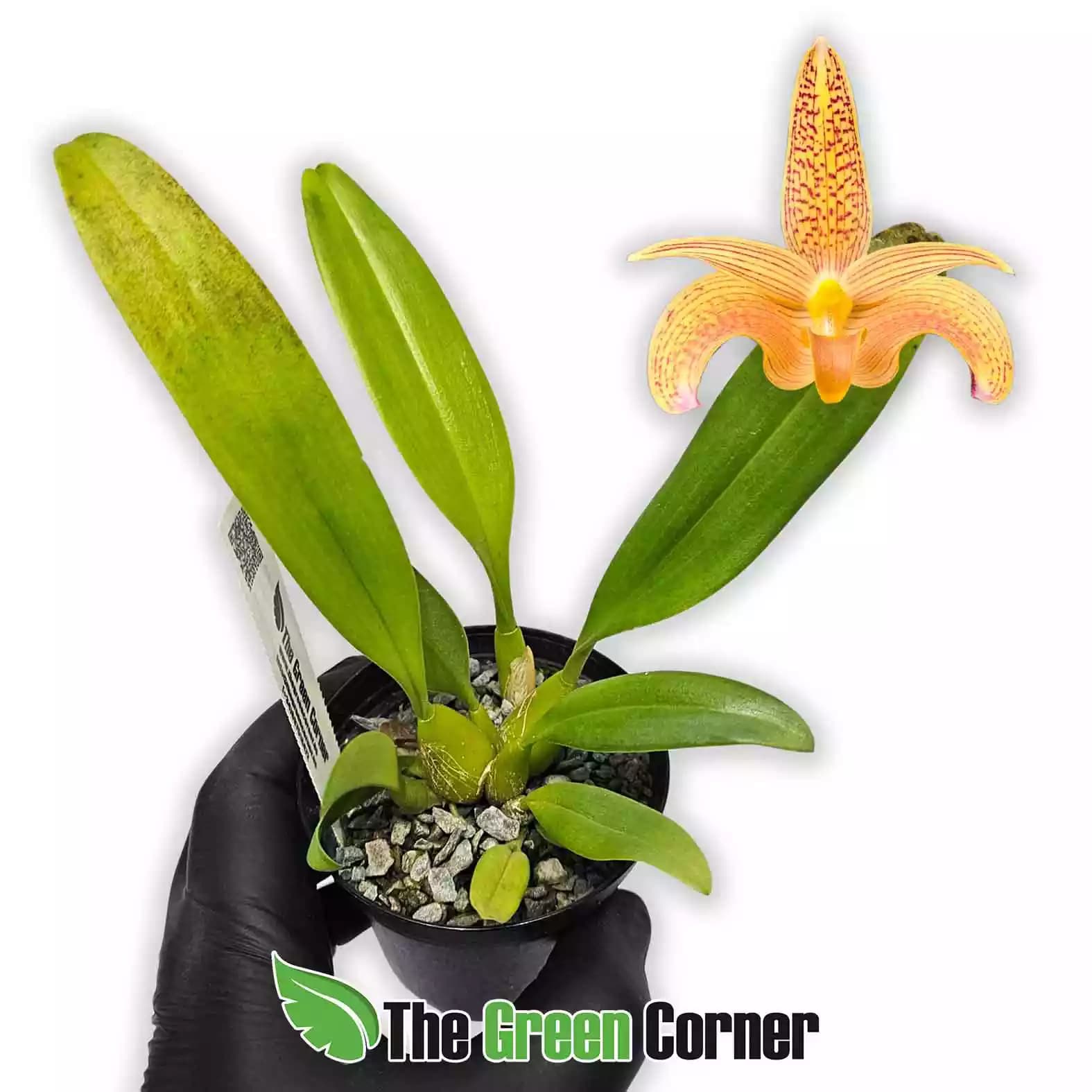 bulbophyllum-palawanense